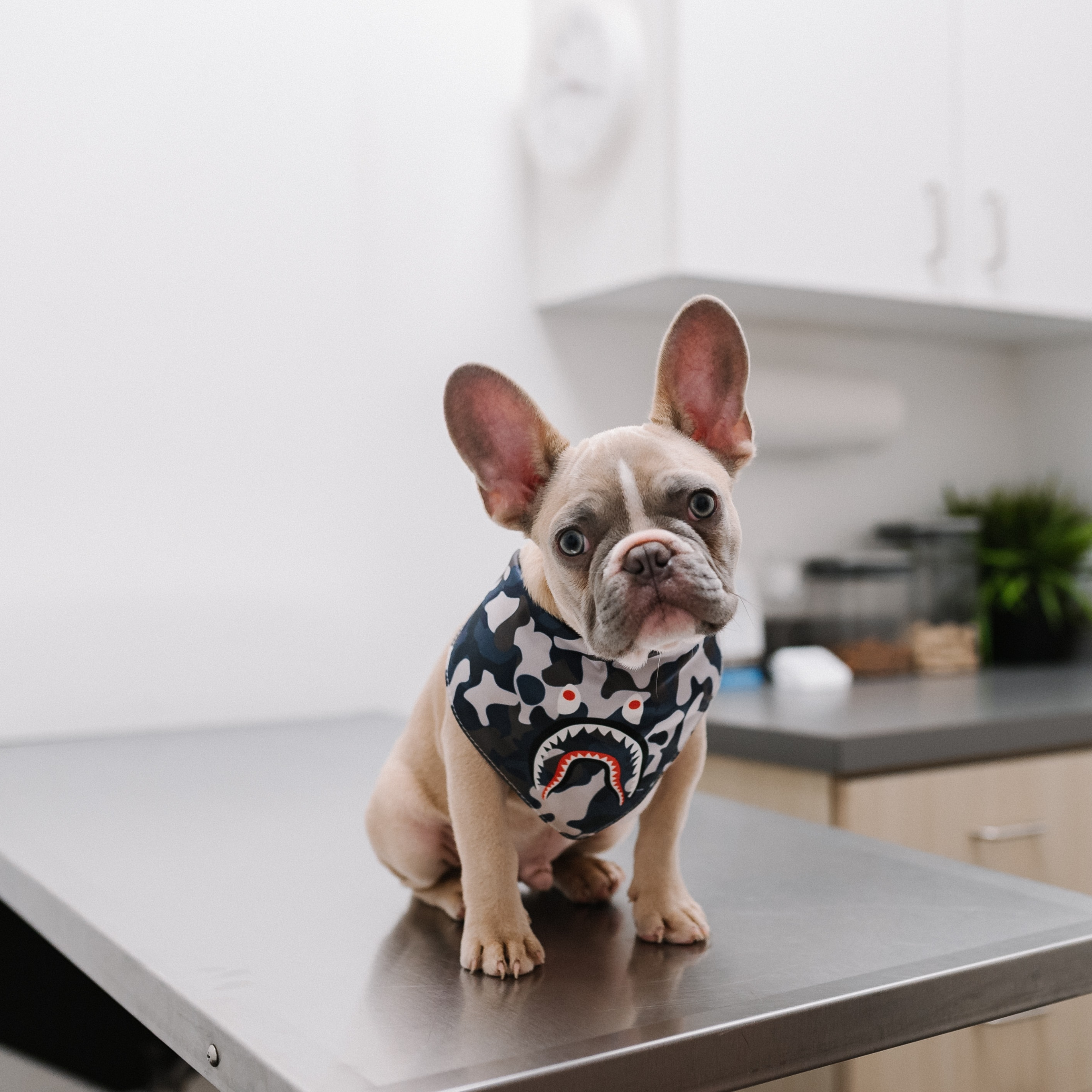 Warum eine Hundekrankenversicherung für Ihre Französische Bulldogge unerlässlich ist