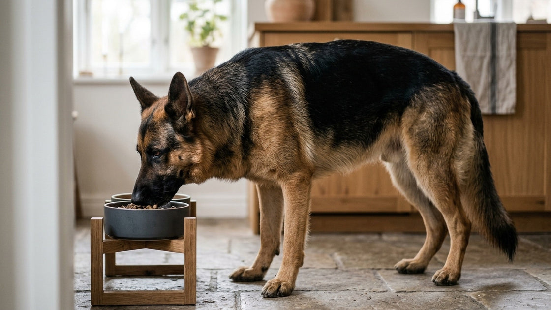 Bestes Futter fr Schferhund 2026: Test & Empfehlung