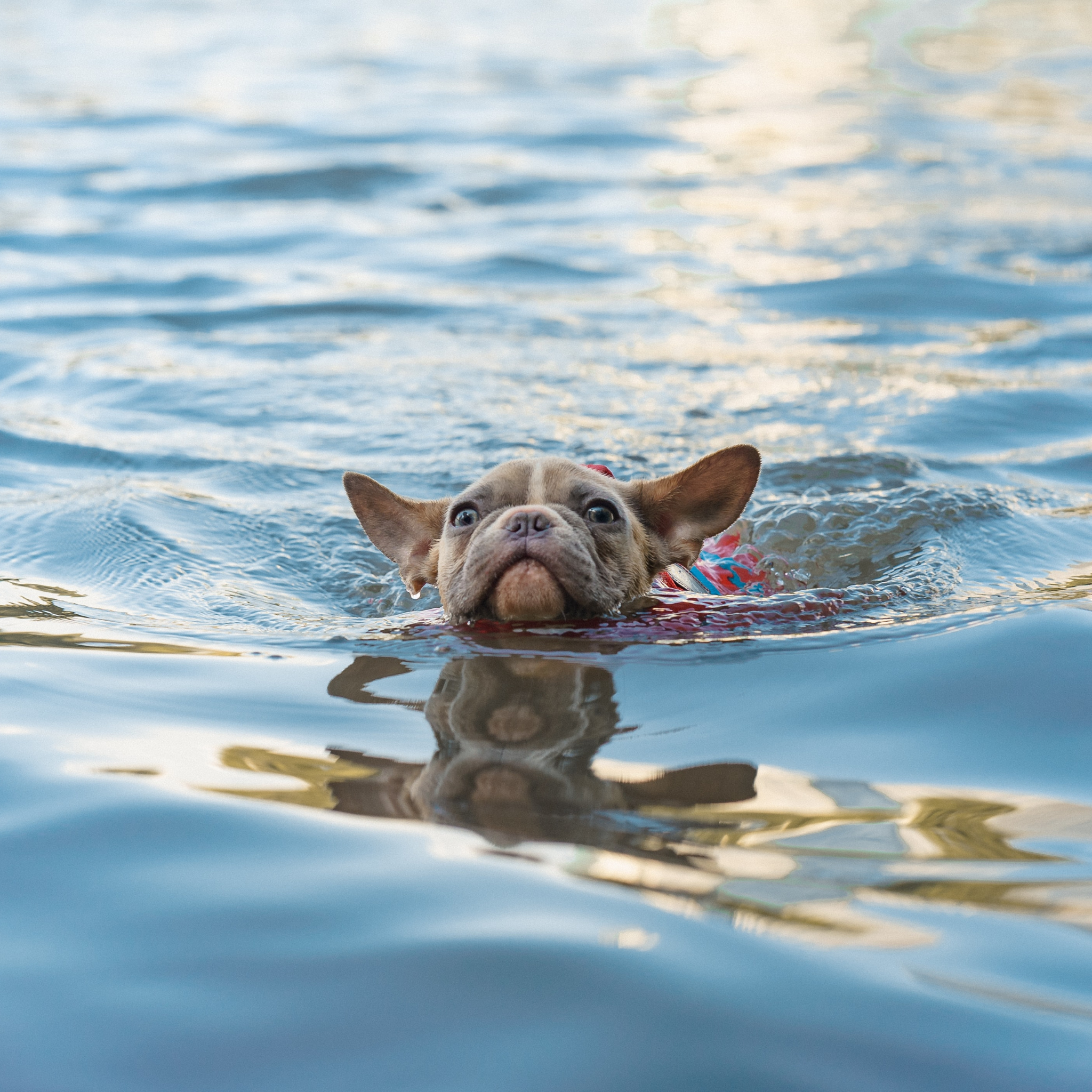 Können französische Bulldoggen schwimmen