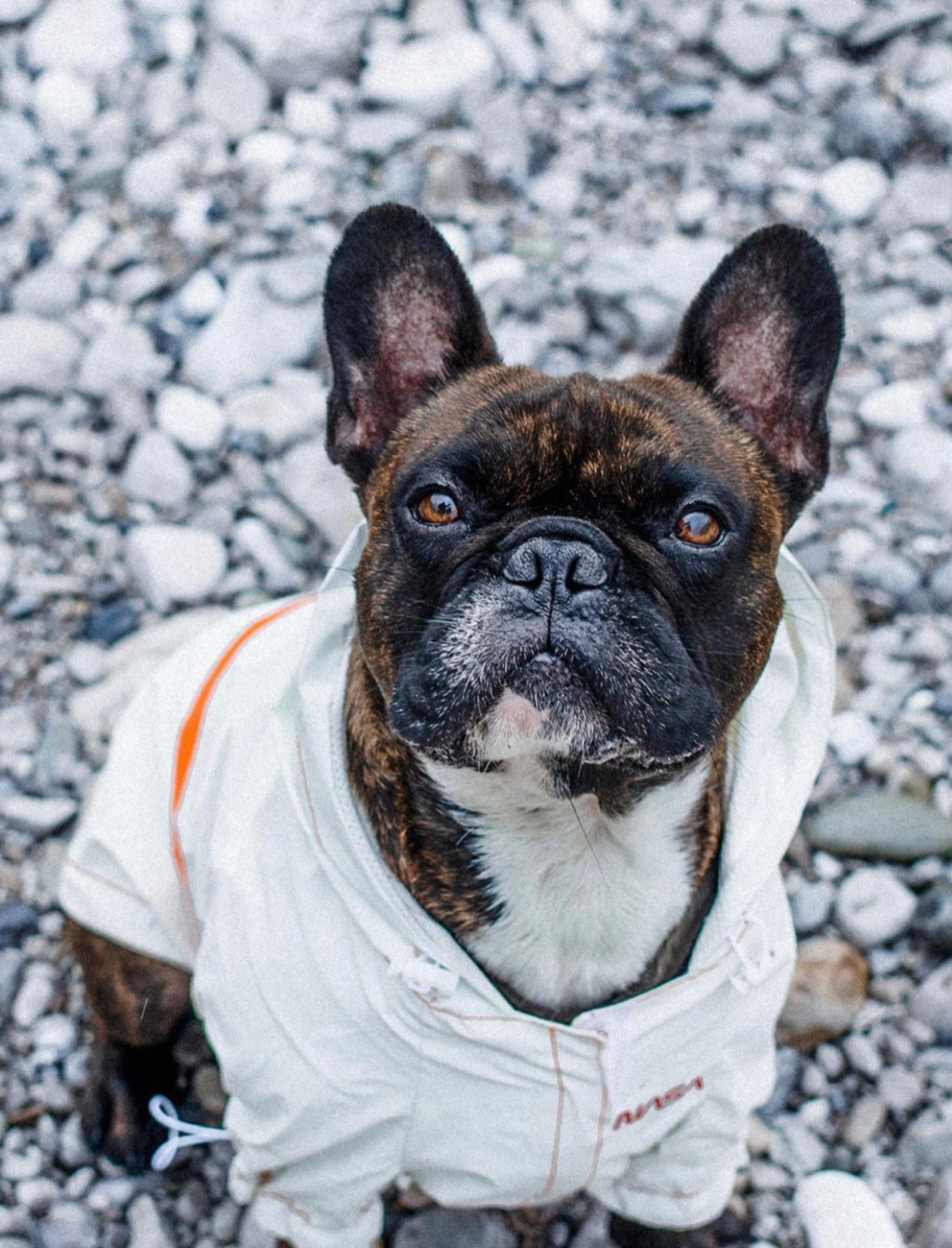 NASA™ Regenjacke für Hunde