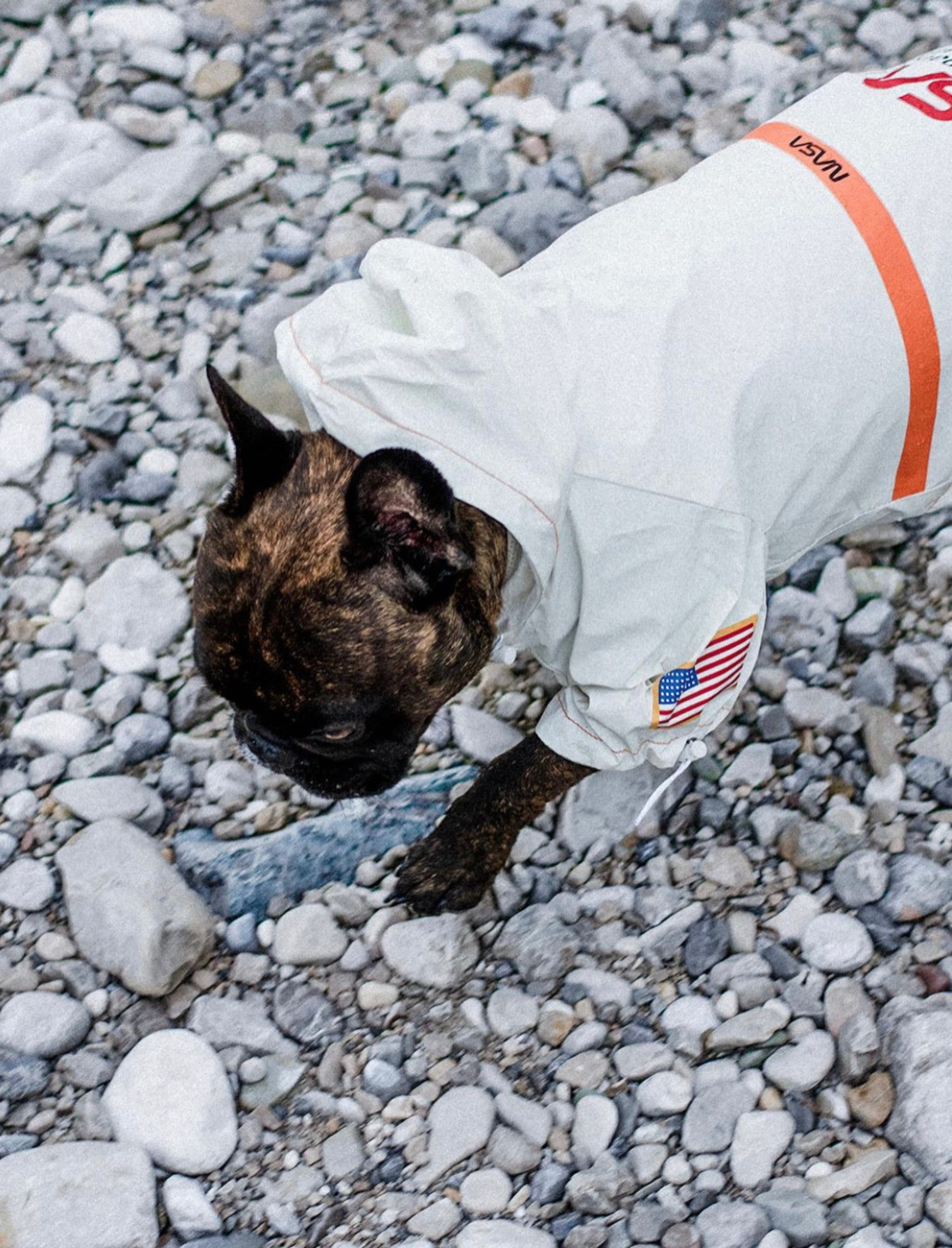 NASA™ Regenjacke für Hunde