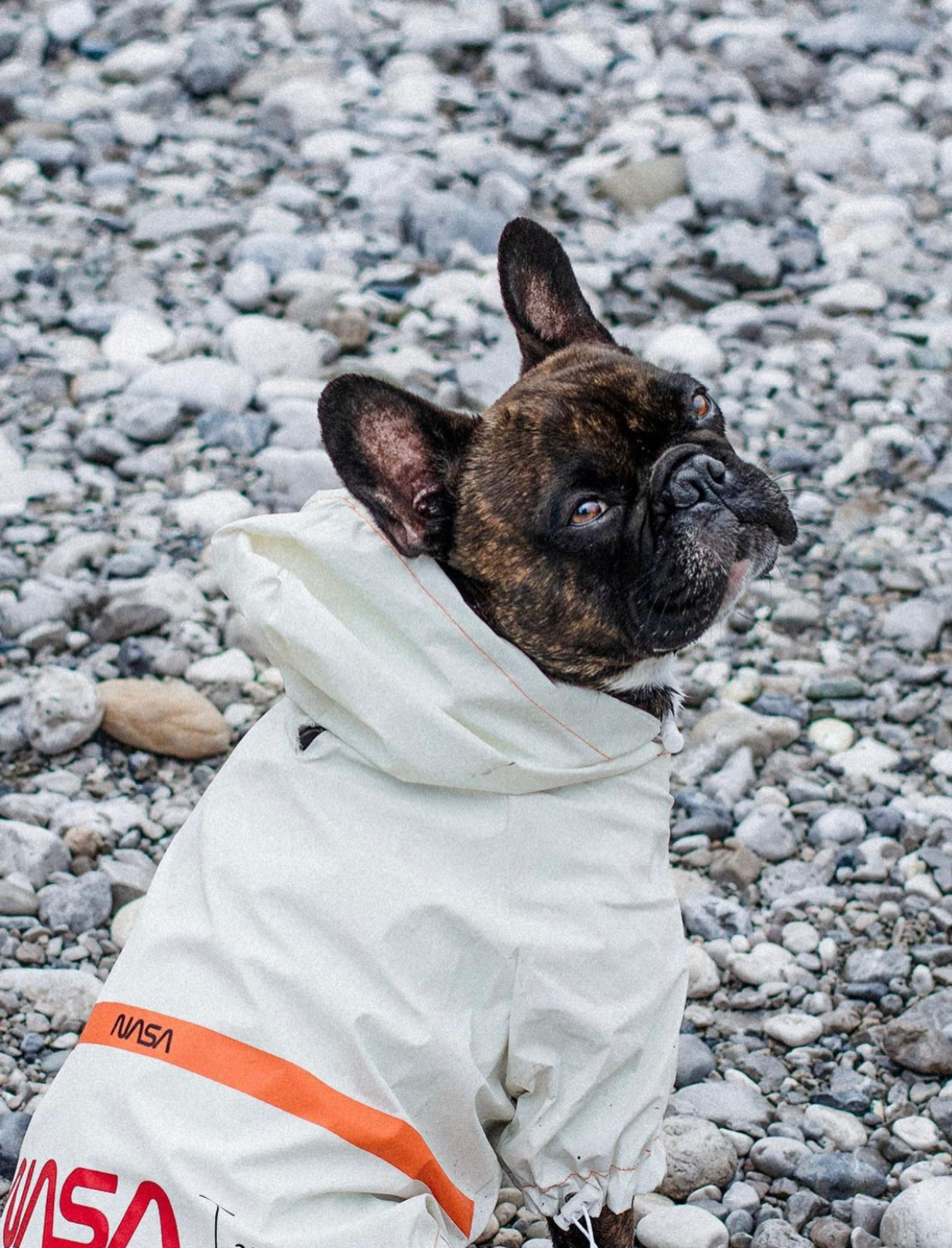 NASA™ Regenjacke für Hunde