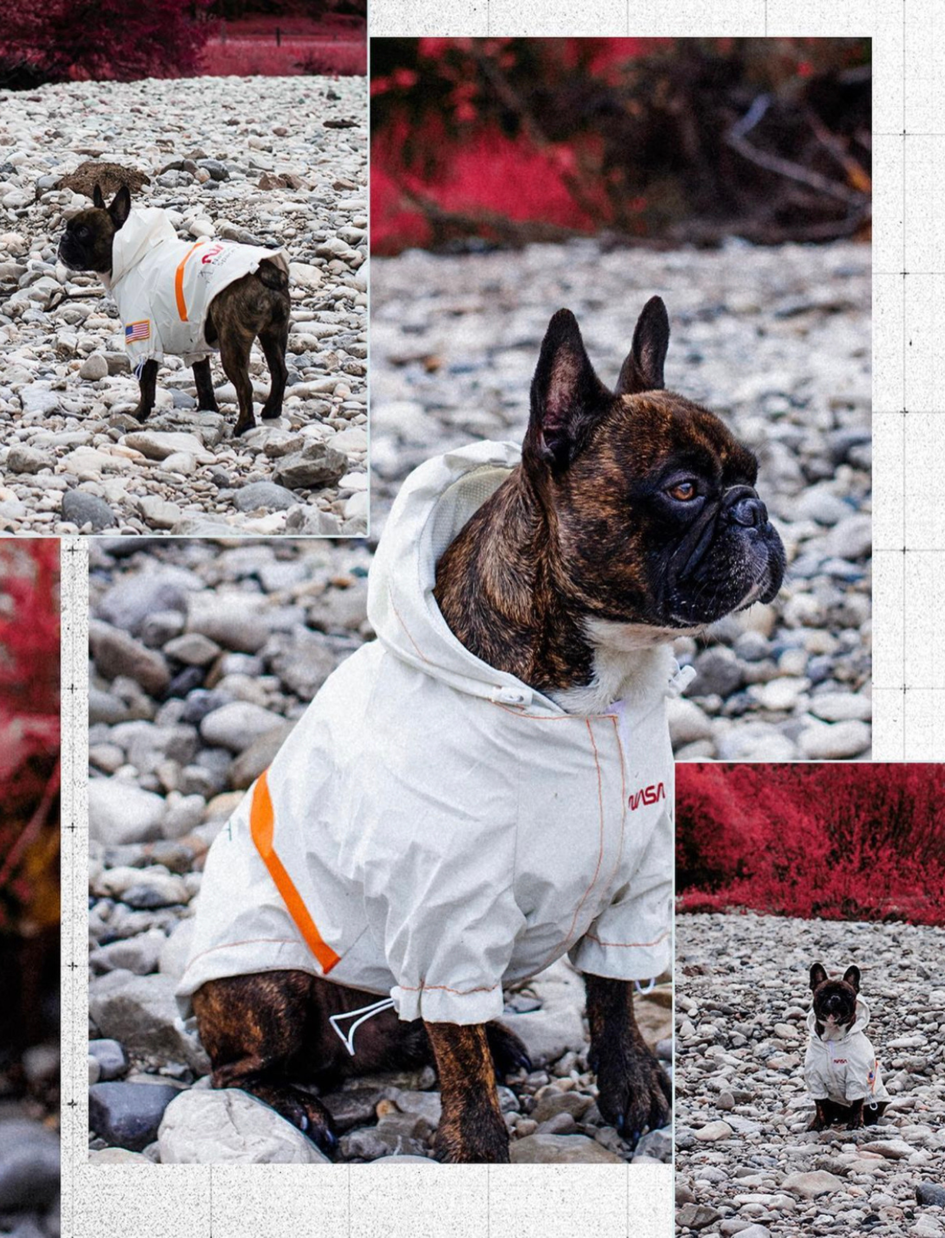 NASA™ Regenjacke für Hunde