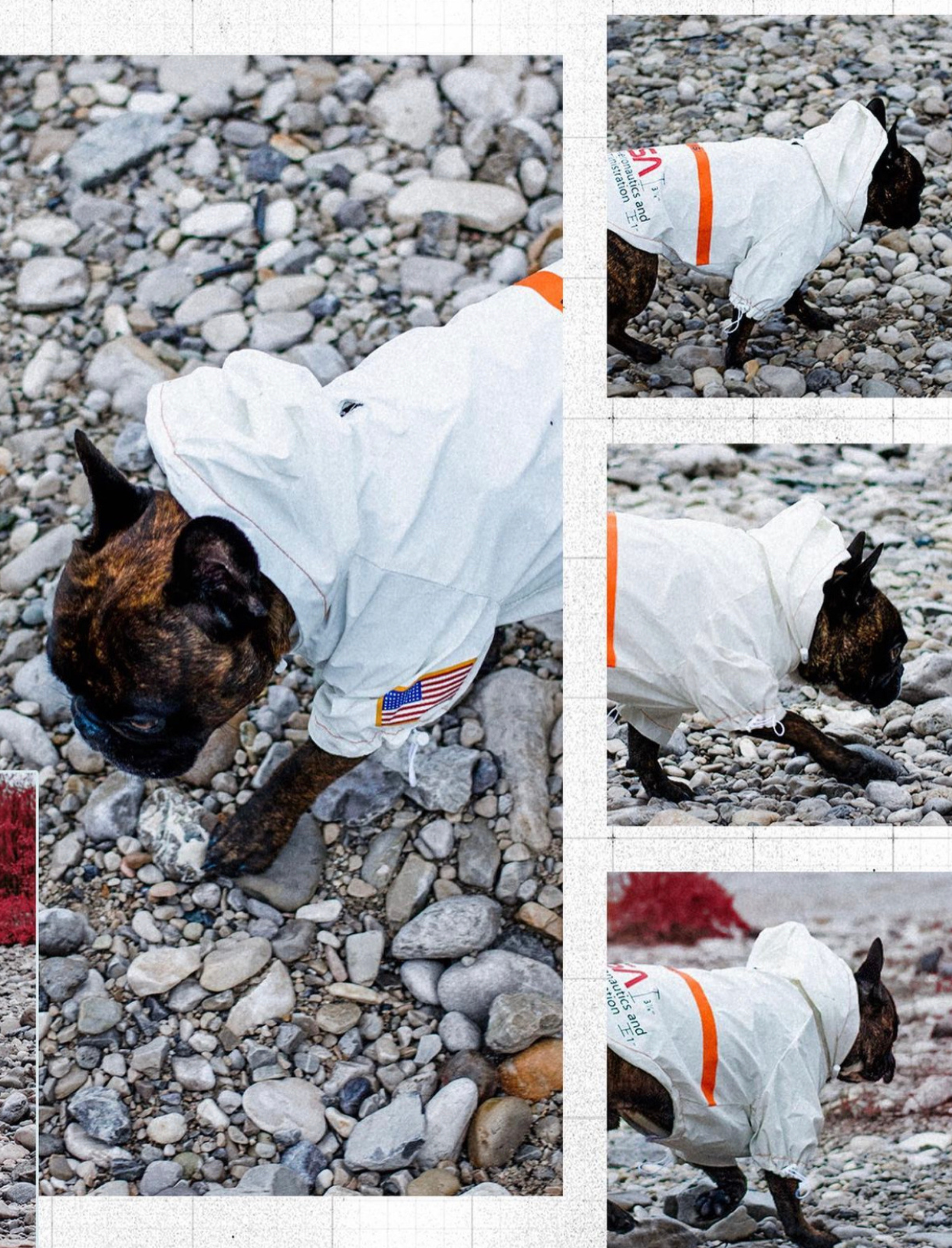 NASA™ Regenjacke für Hunde