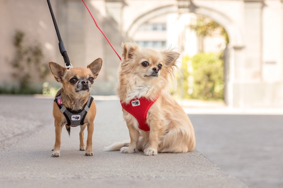Bestes Hundegeschirr für Chihuahuas 2026
