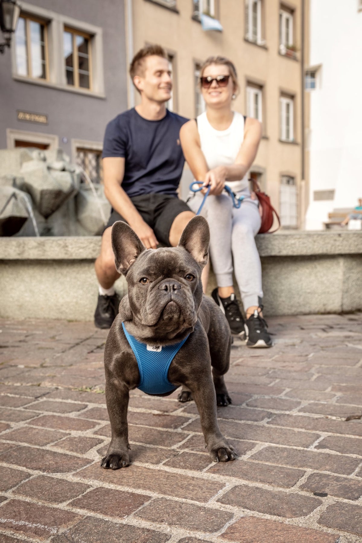 Hund mit Geschirr als sichere Alternative zum Halsband