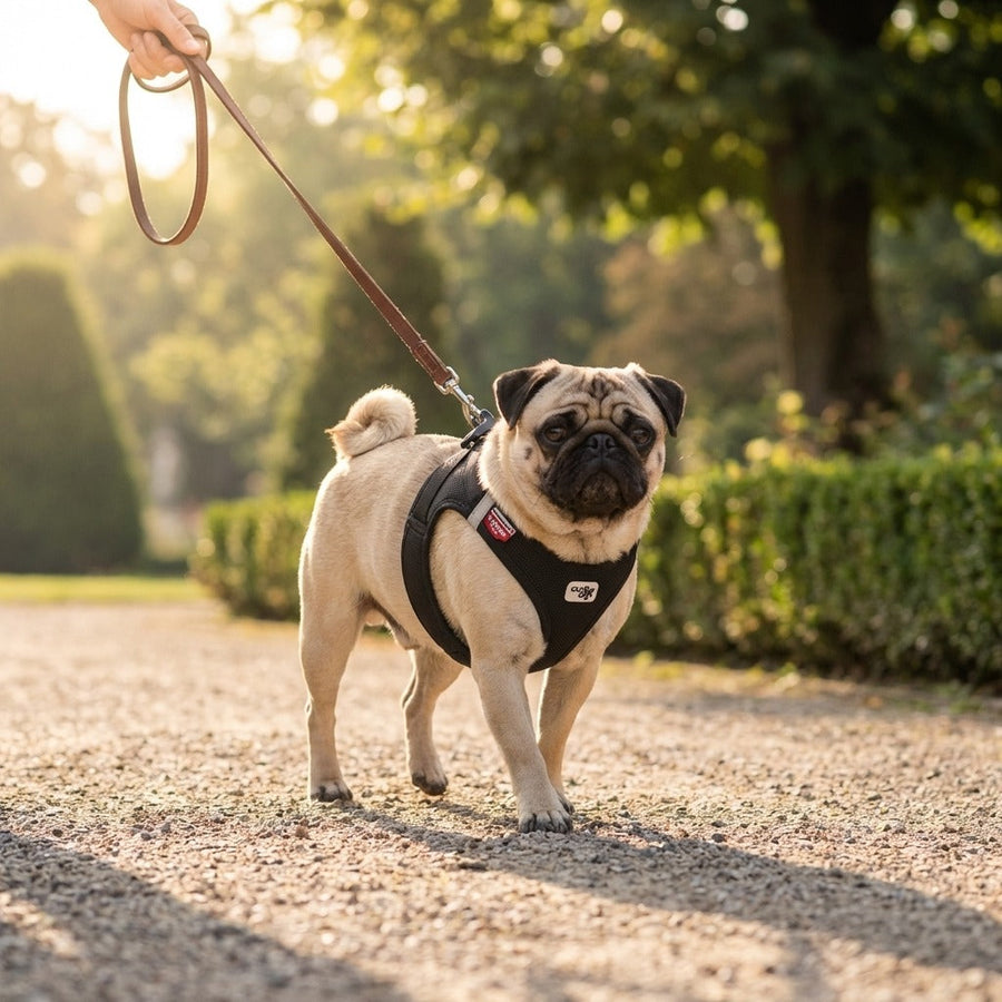 kleiner Hund trägt Air Mesh Pro Hundegeschirr in europäischem Park