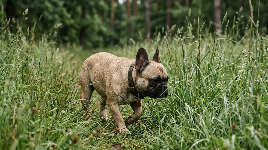 Franzoesische Bulldogge laeuft durch hohes Fruehlingsgras Zeckengefahr bei niedrigem Koerperbau