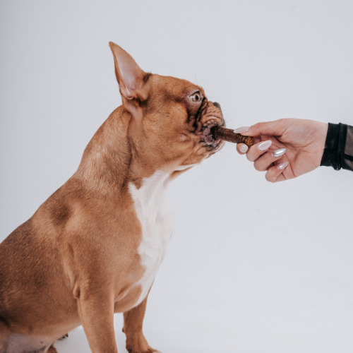 Allergien und Unverträglichkeiten bei Französischen Bulldoggen: Ursachen und Lösungen | Dogs Supreme