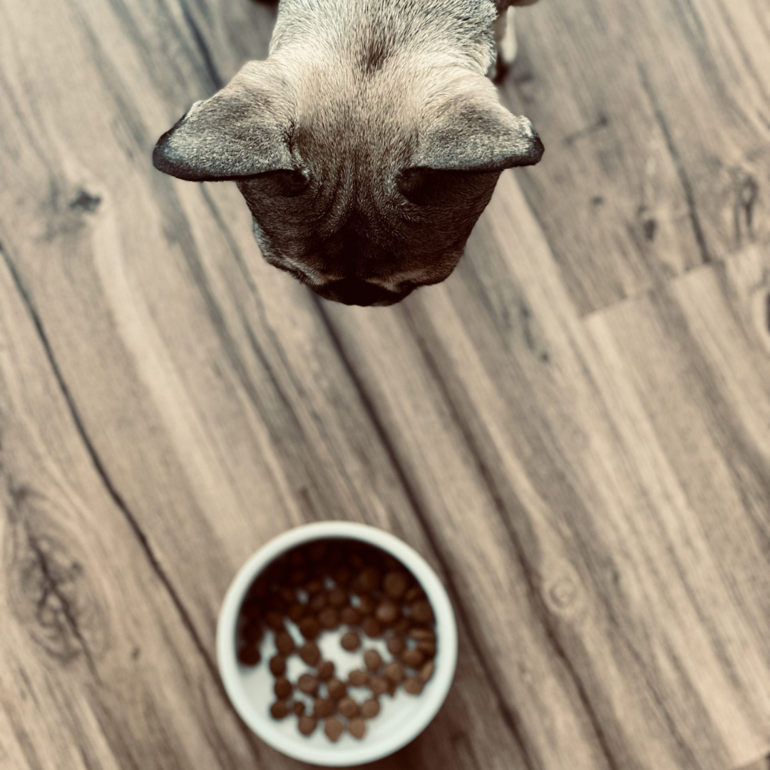 Allergien und Unverträglichkeiten bei Französischen Bulldoggen