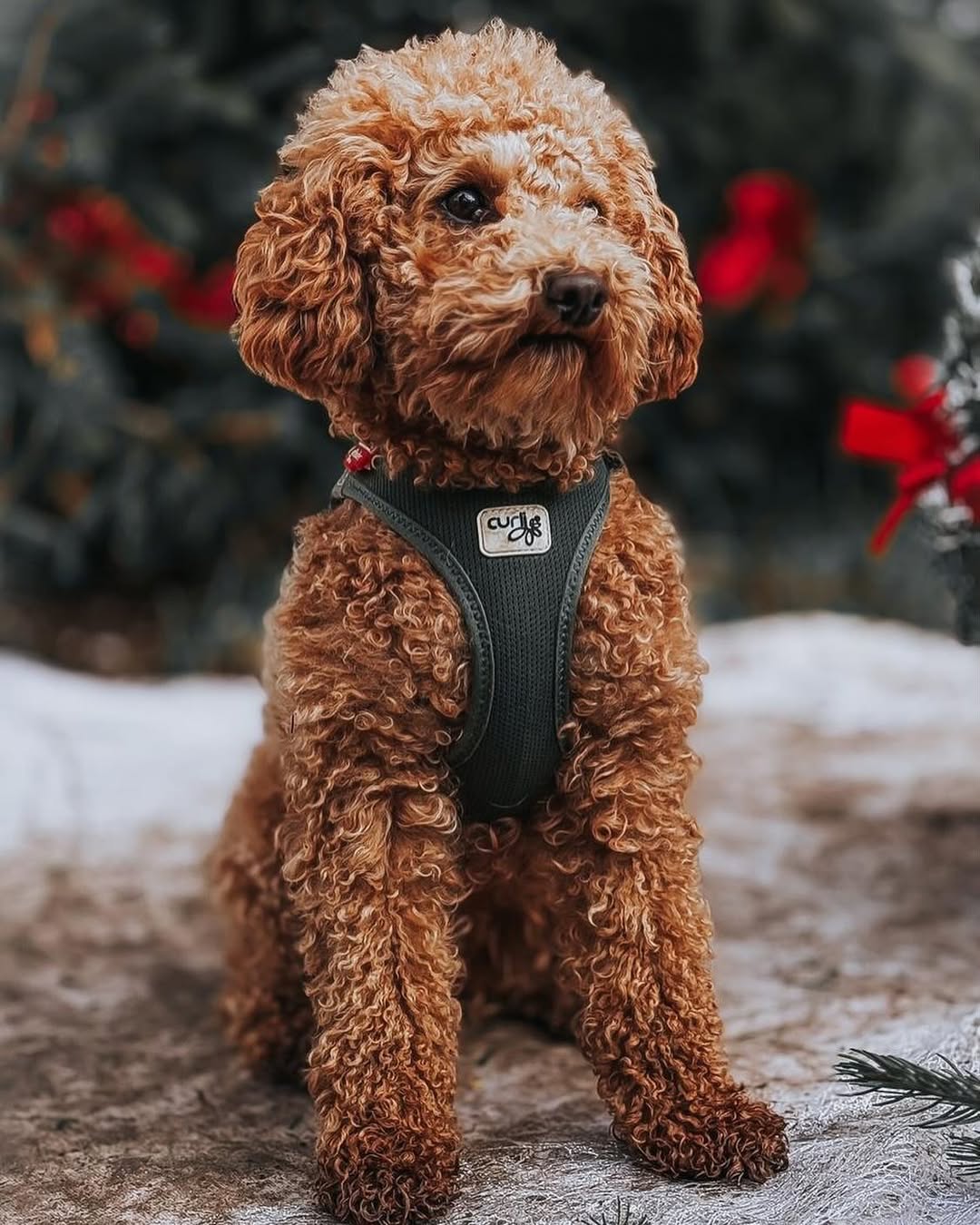 Zwergpudel trägt Air Mesh Pro Hundegeschirr in europäischem Park