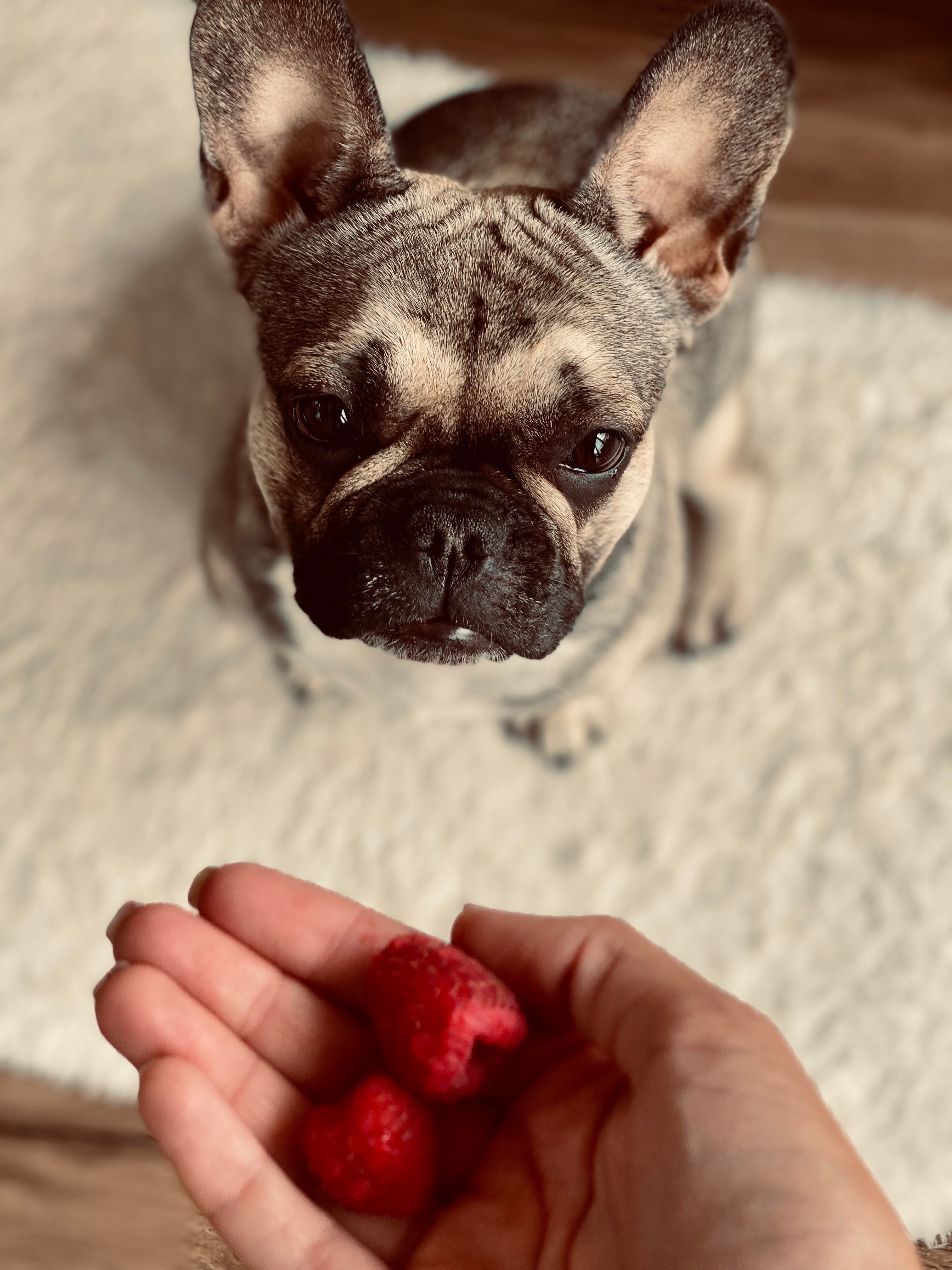 Was dürfen französische Bulldoggen essen?