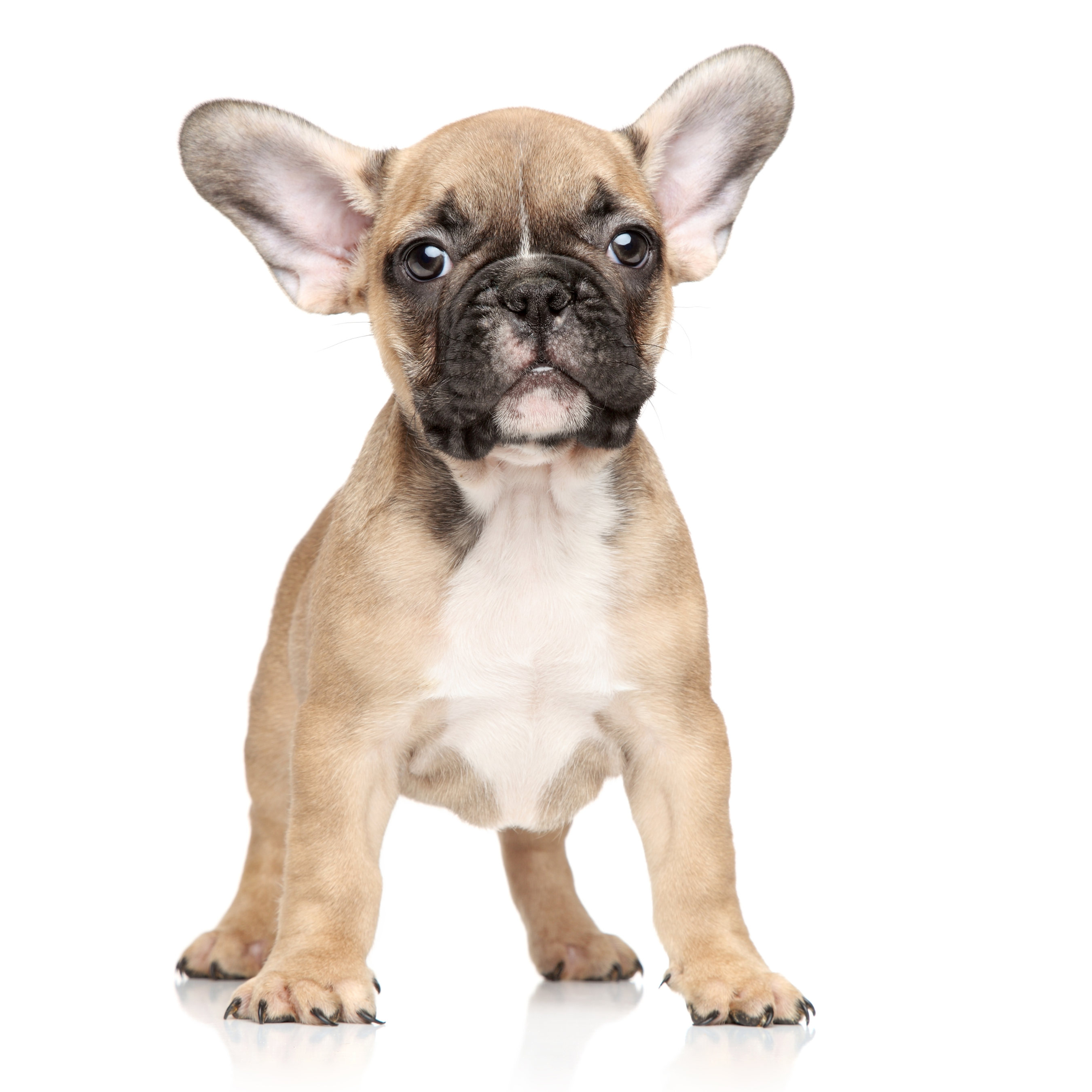 Hunderasse Französische Bulldogge (2026)