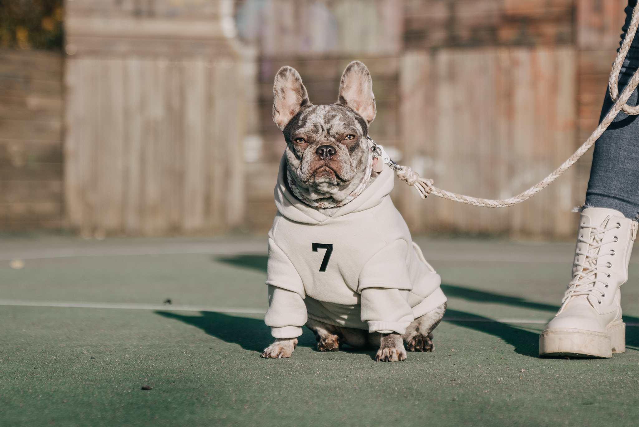 Französische Bulldogge trägt einen Hundepullover der Marke Dogs Supreme