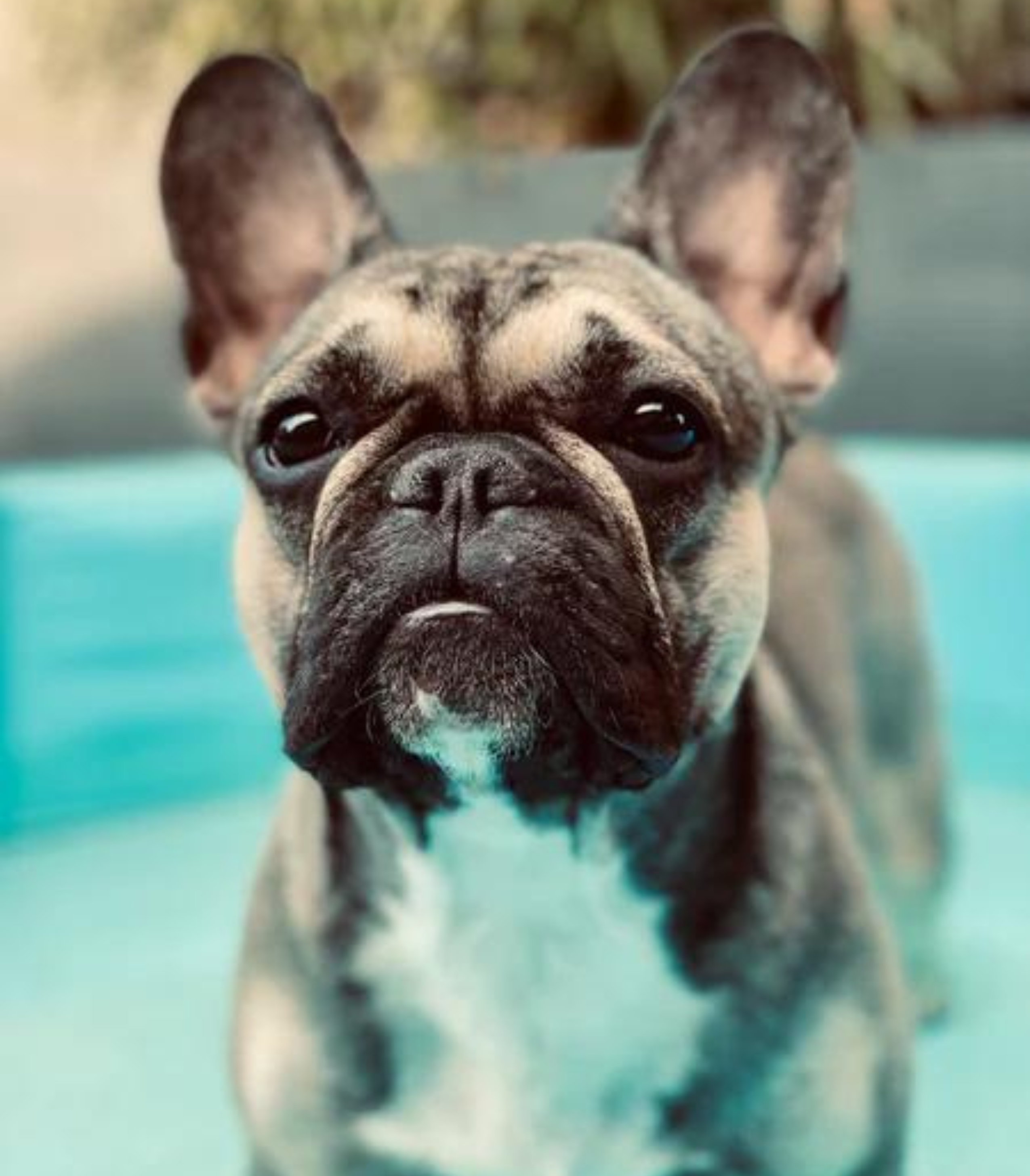 Französische Bulldogge Sommer Hitze