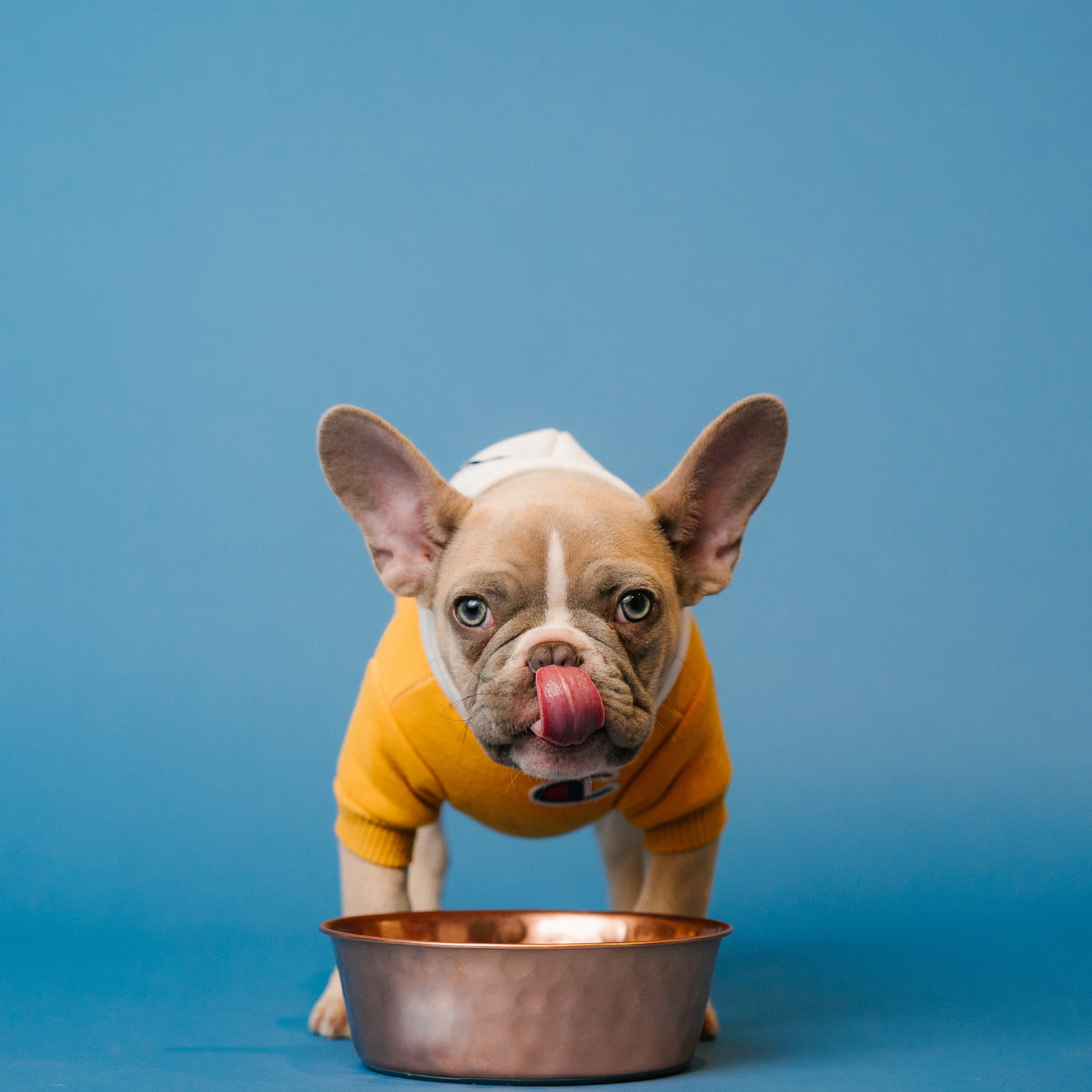 Ernährung für die Französische Bulldogge