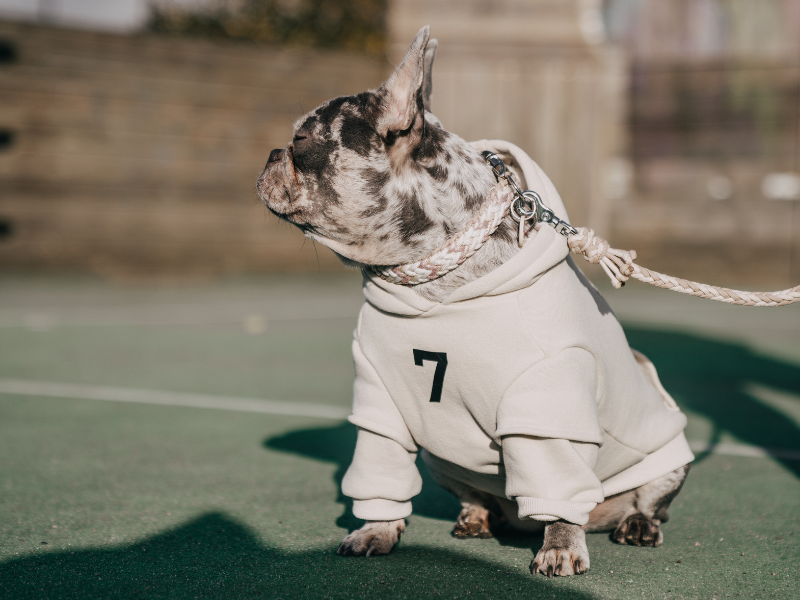 Französische Bulldogge im kuscheligen Pullover | Dogs Supreme
