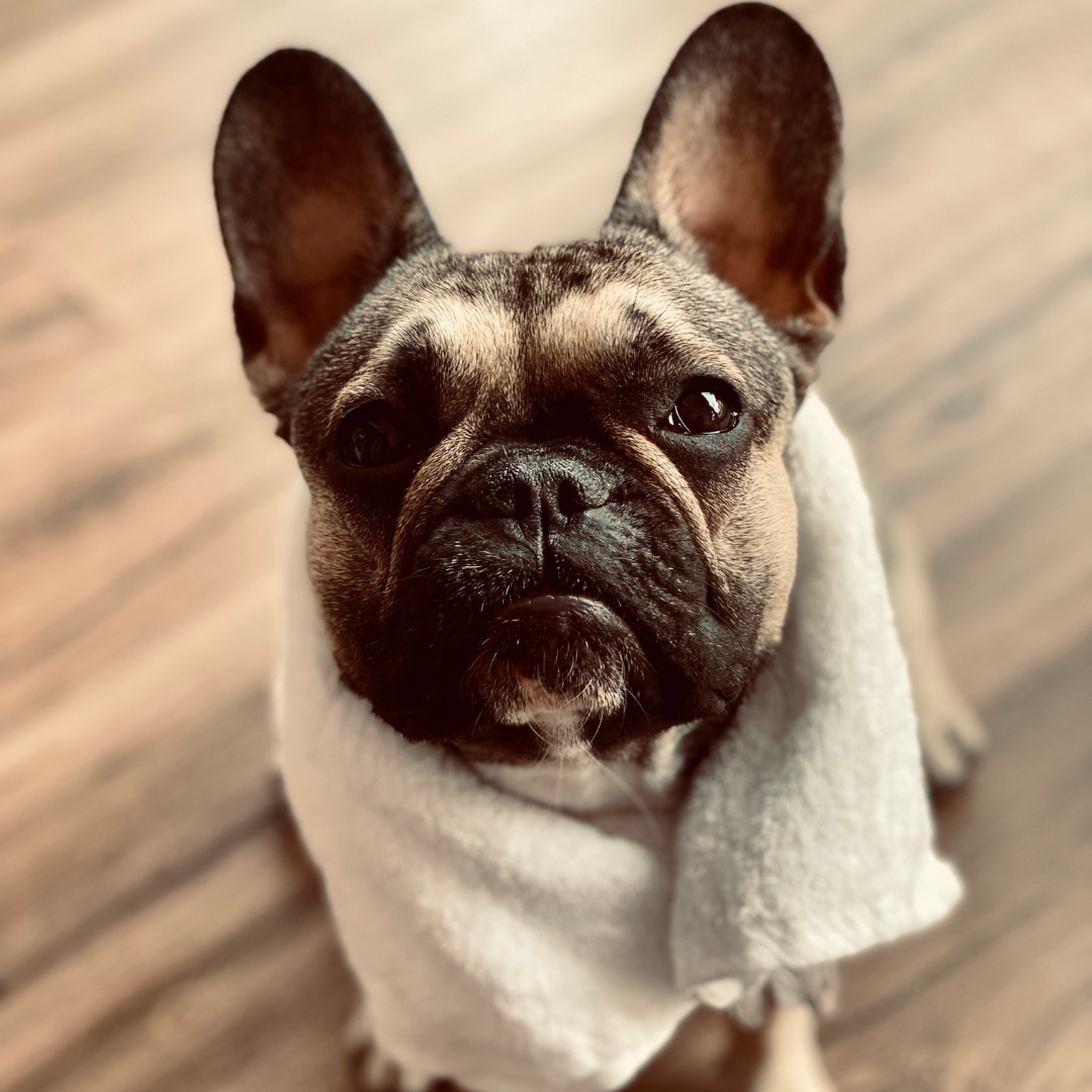 Französische Bulldogge Pflege – Der komplette Guide 2025