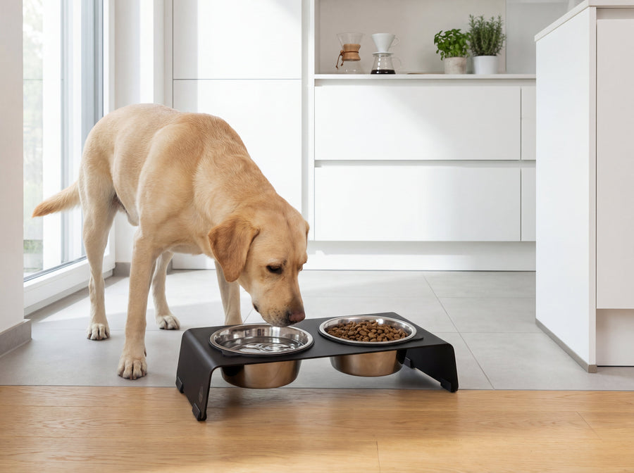 Hundebar Test 2026: Premium-Stahl vs. Budget. Lohnt sich der Unterschied?