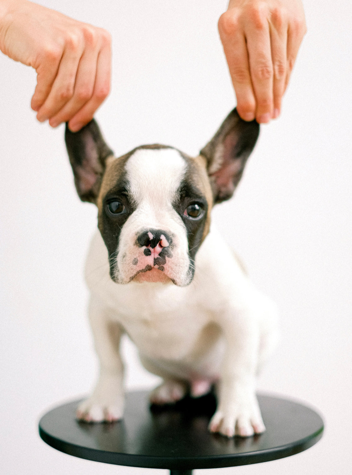 Das Hundegehör: Wie gut hören Hunde wirklich?