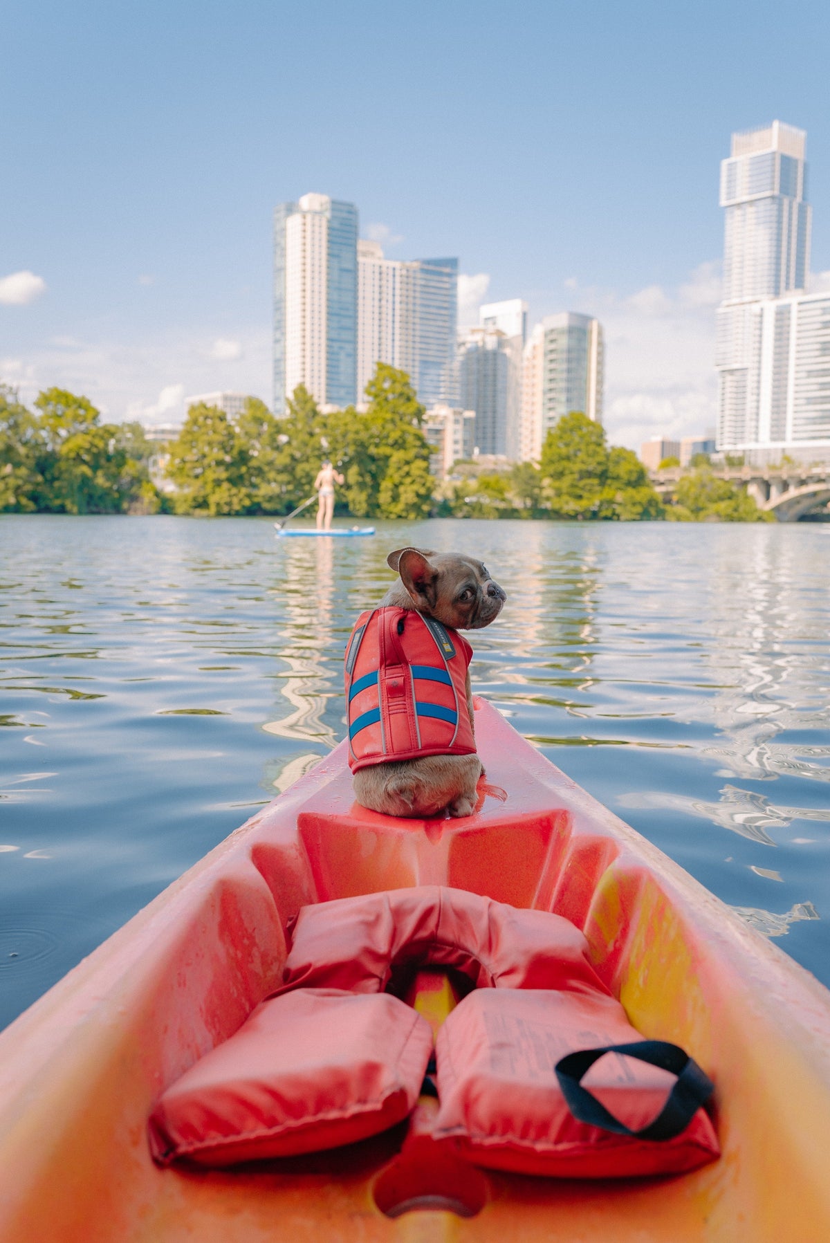 Die beste Schwimmweste für Hunde (2026)