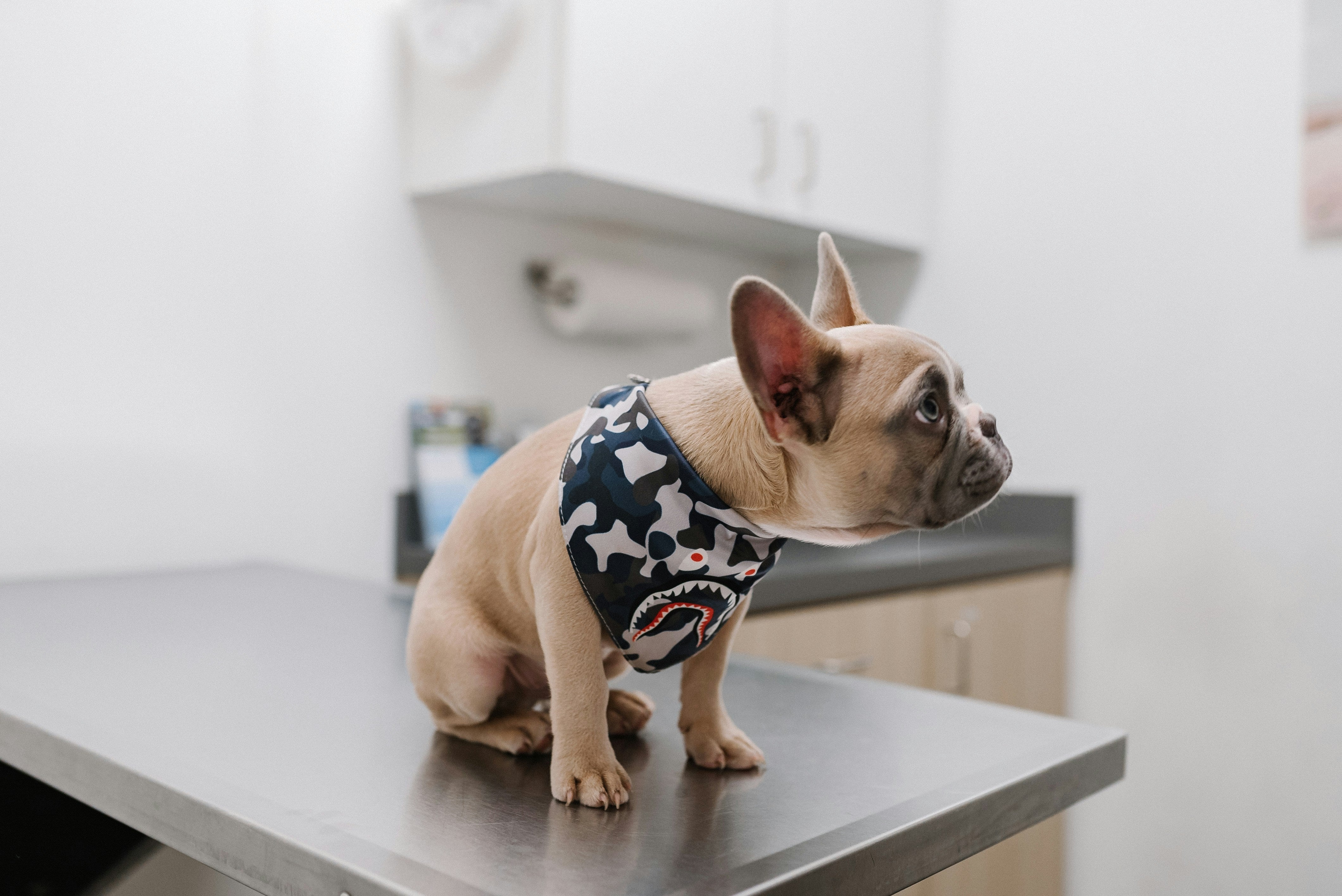 Sommerliche Sicherheit für deine Französische Bulldogge – Tipps zur Prävention und Schutz | Dogs Supreme