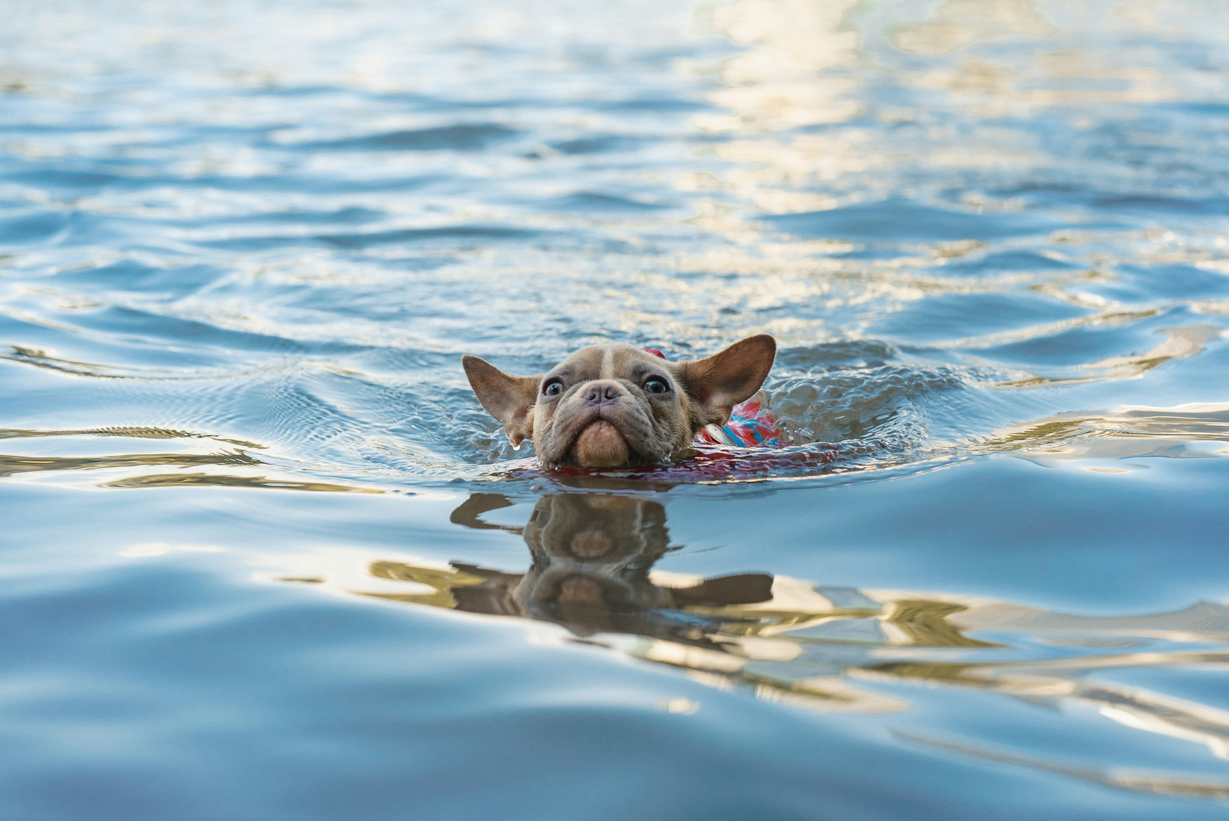 Französische Bulldoggen ans Wasser gewöhnen