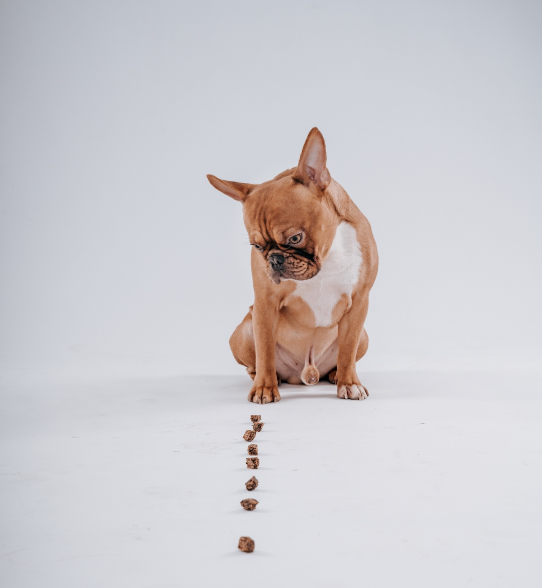 Ernährung für die Französische Bulldogge