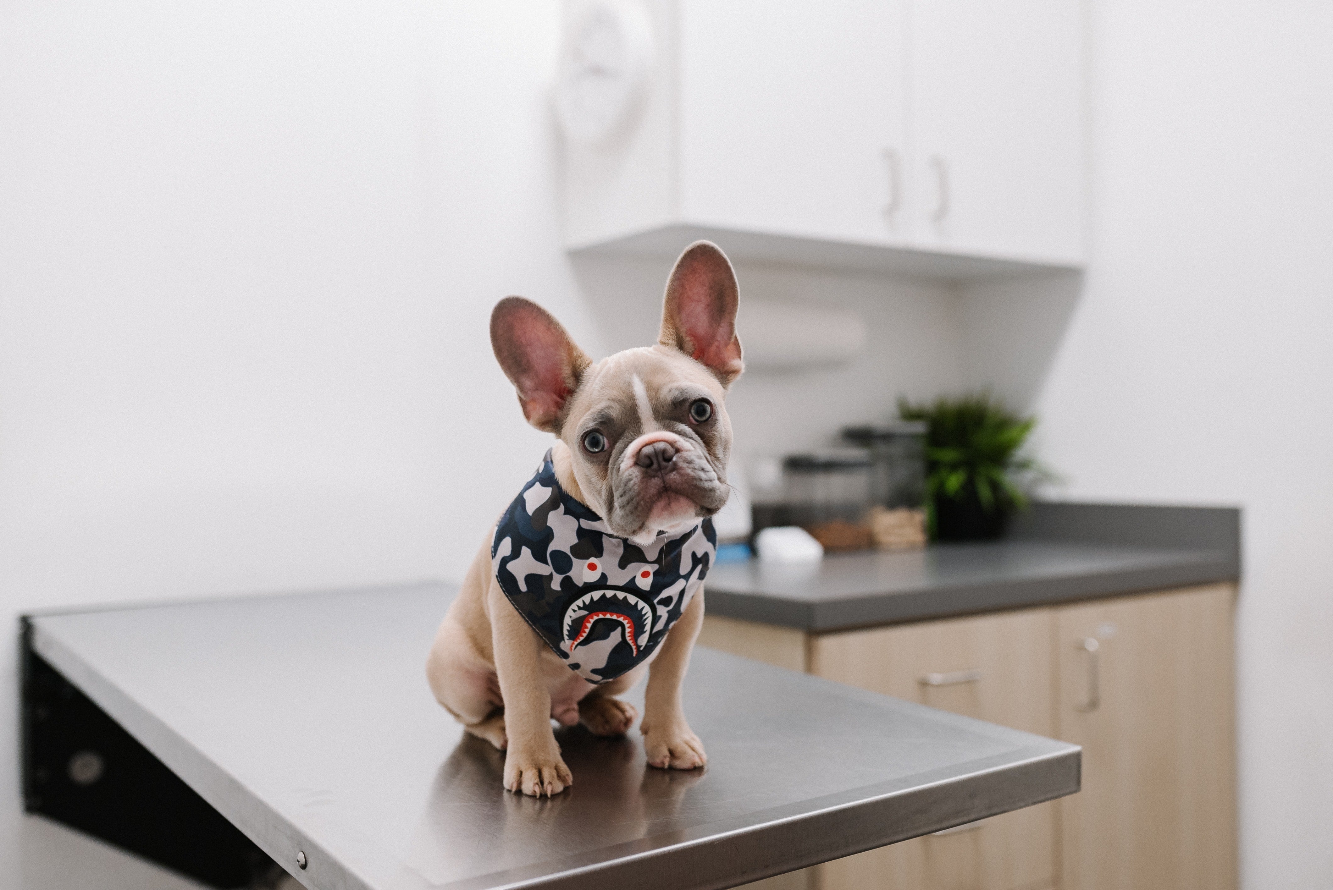 Warum eine Hundekrankenversicherung für Ihre Französische Bulldogge unerlässlich ist