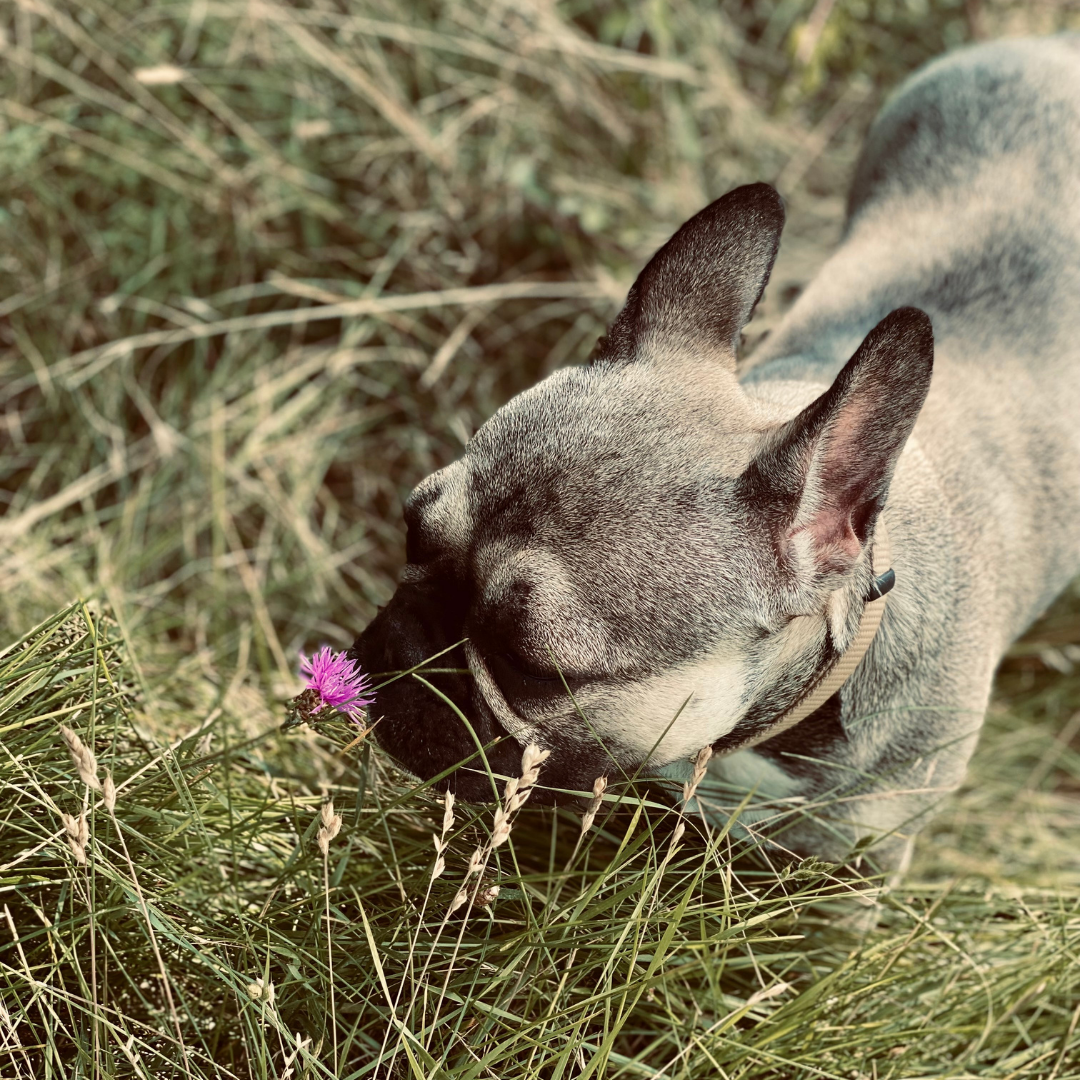 Warum fressen Hunde Gras?
