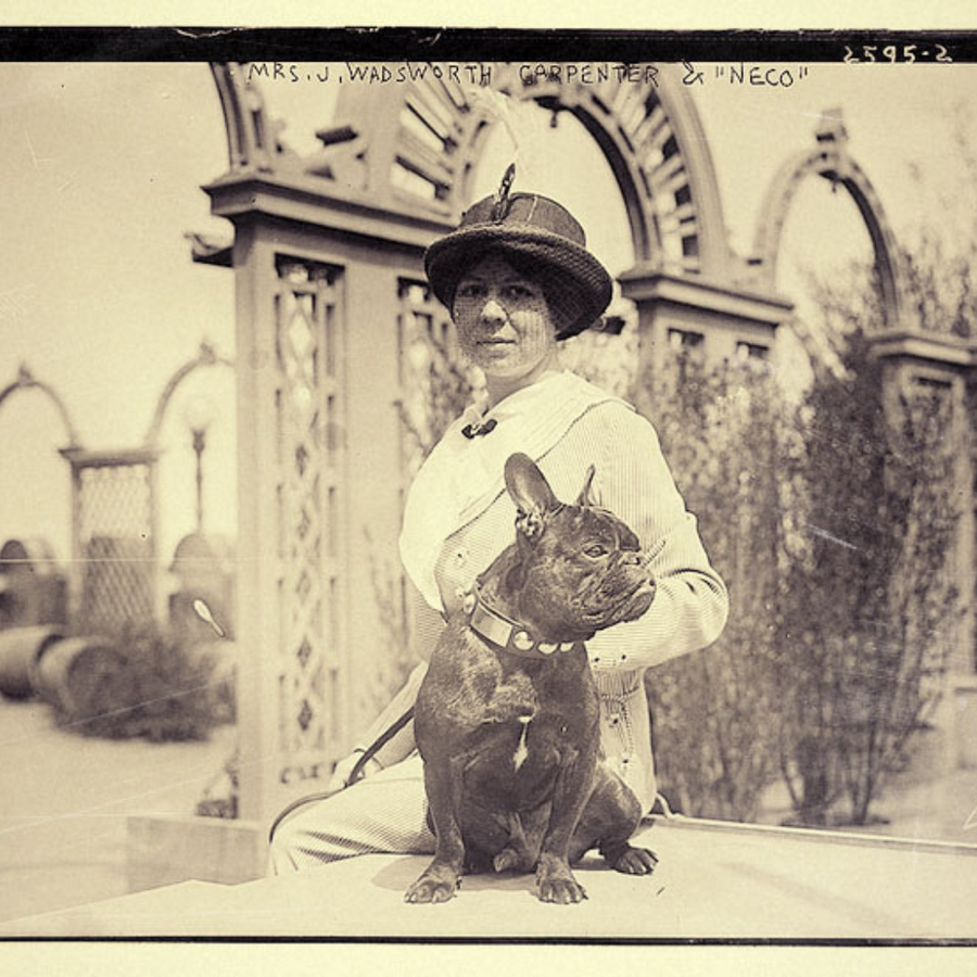 Woher stammt die kleine Bulldogge/Dogs-supreme