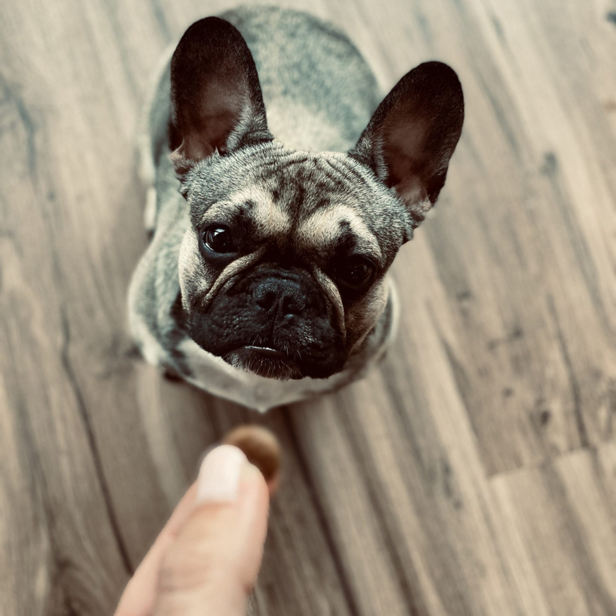 Franzoesische Bulldogge mit Allergien und Unvertraeglichkeiten