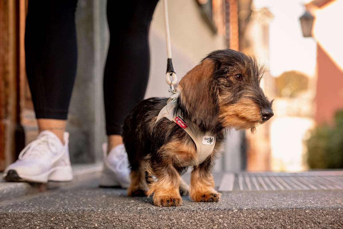 Bestes Hundegeschirr fuer Dackel 2026