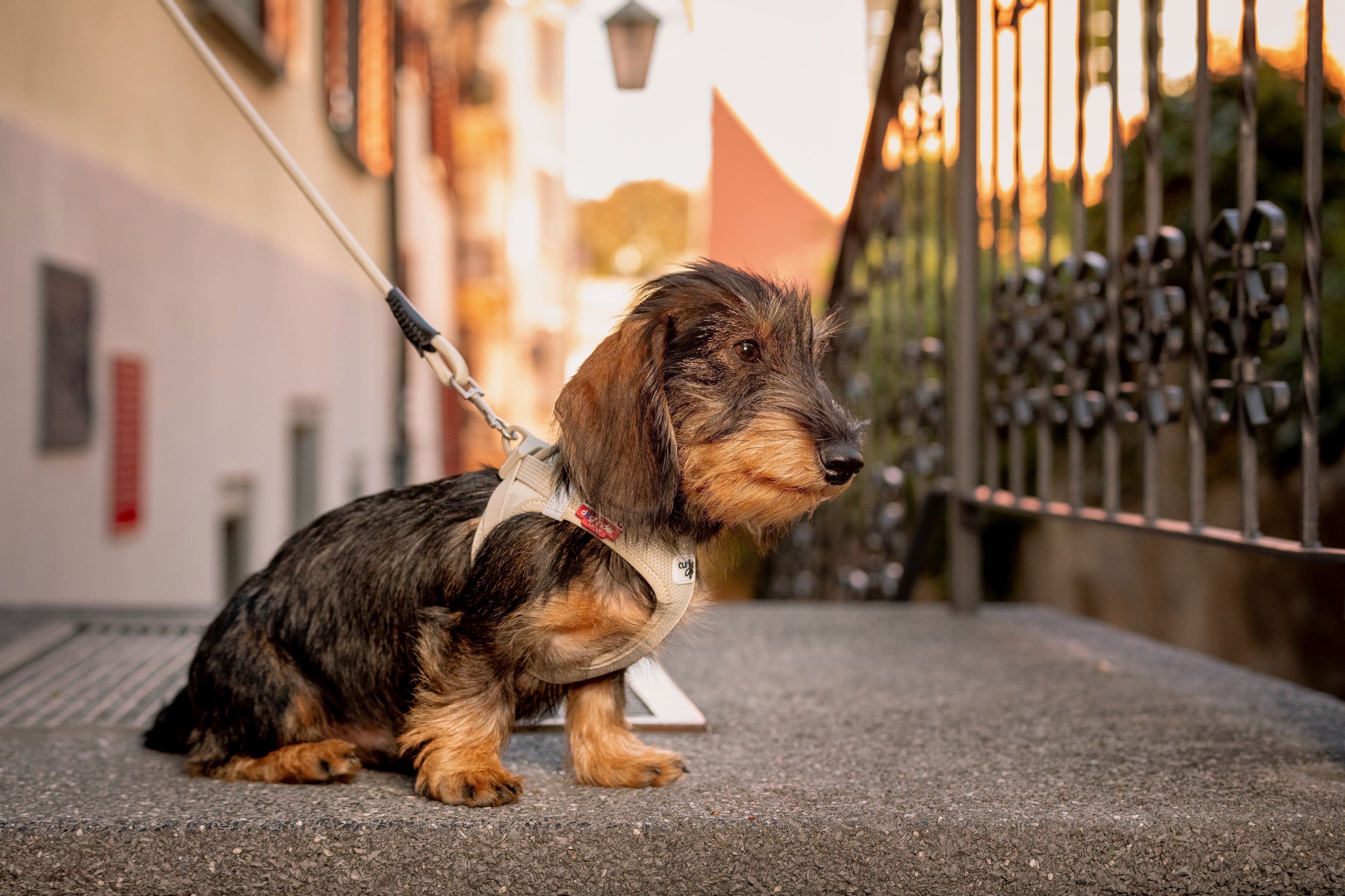 Bestes Hundegeschirr für Dackel 2025