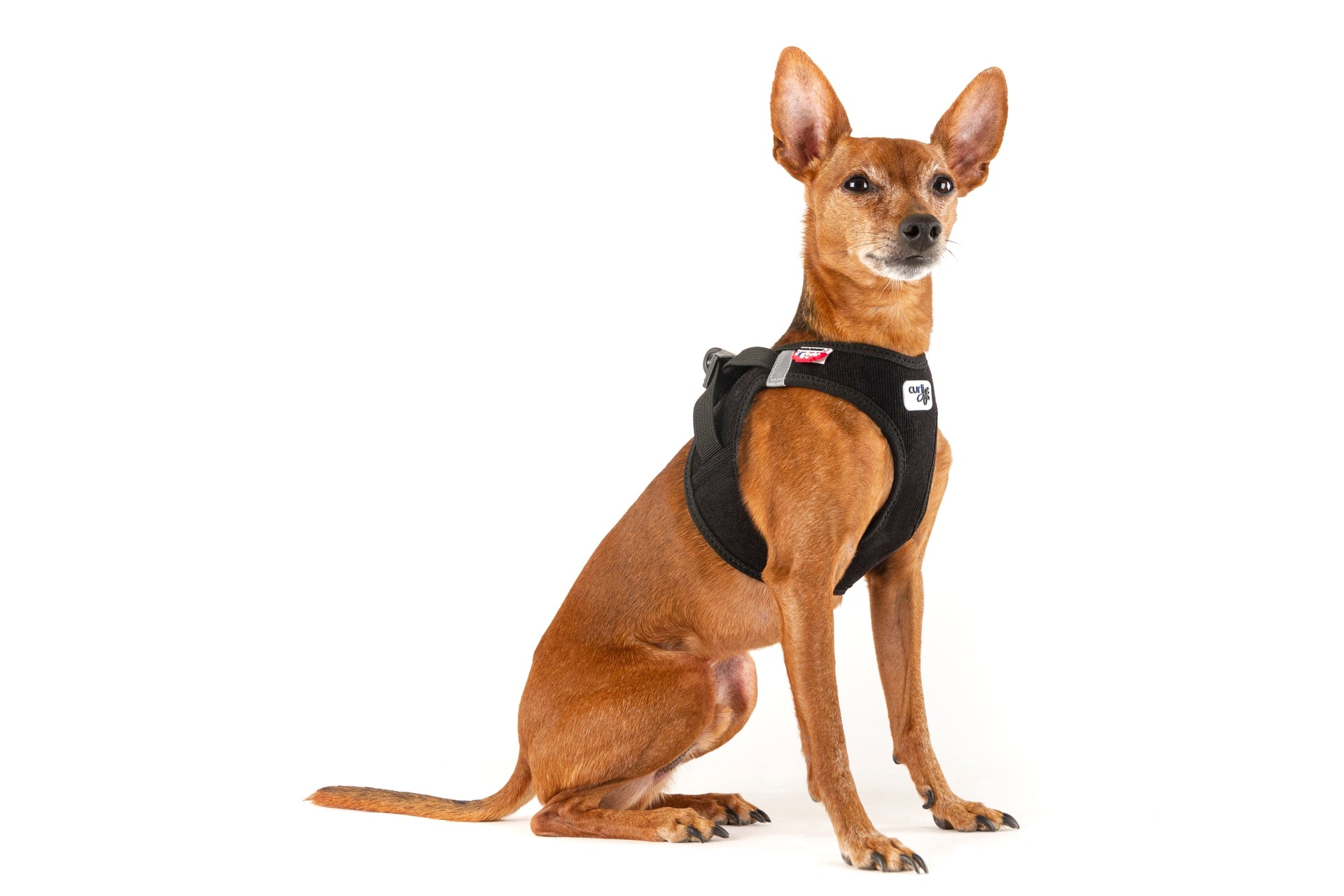 Beste Hundegeschirre fuer kleine Hunde 2026 – Komfort und Sicherheit im Test