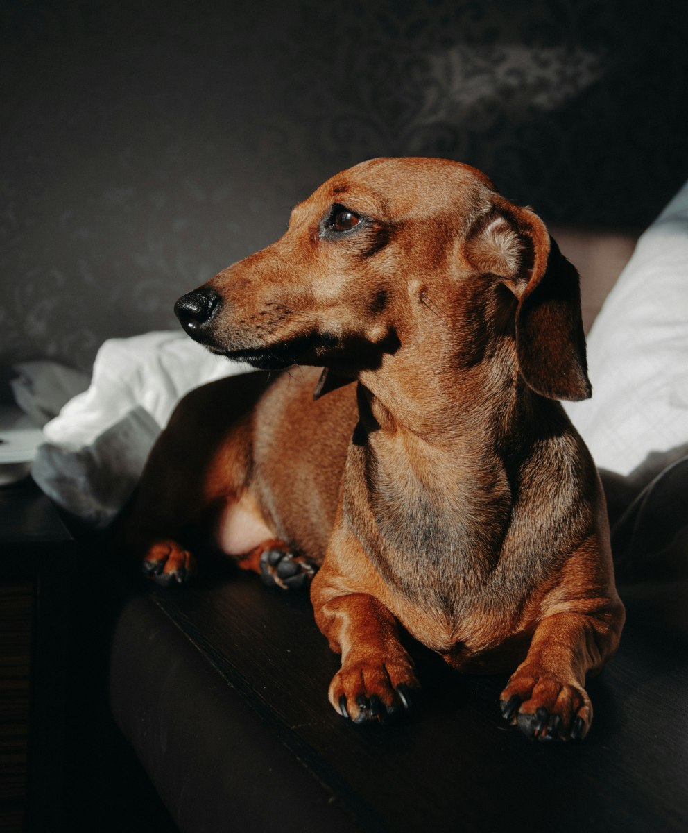 Dackel im echten Leben: Charakter, Haltung und Gesundheit