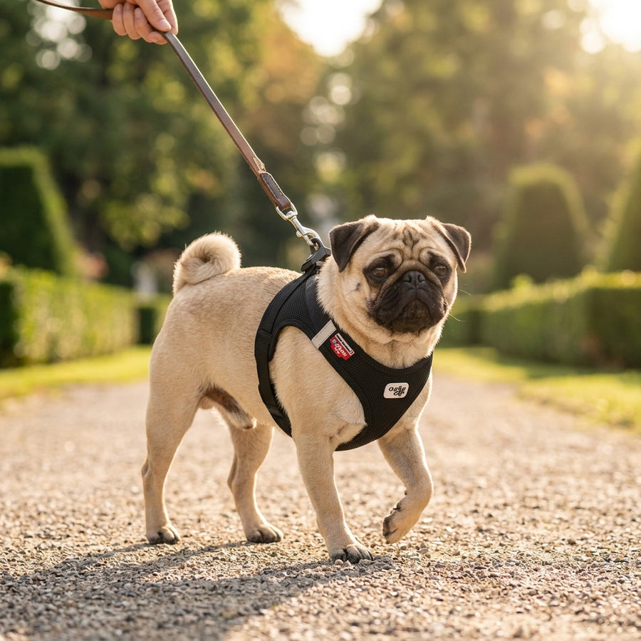 Mops trägt Air Mesh Pro Hundegeschirr in europäischem Park