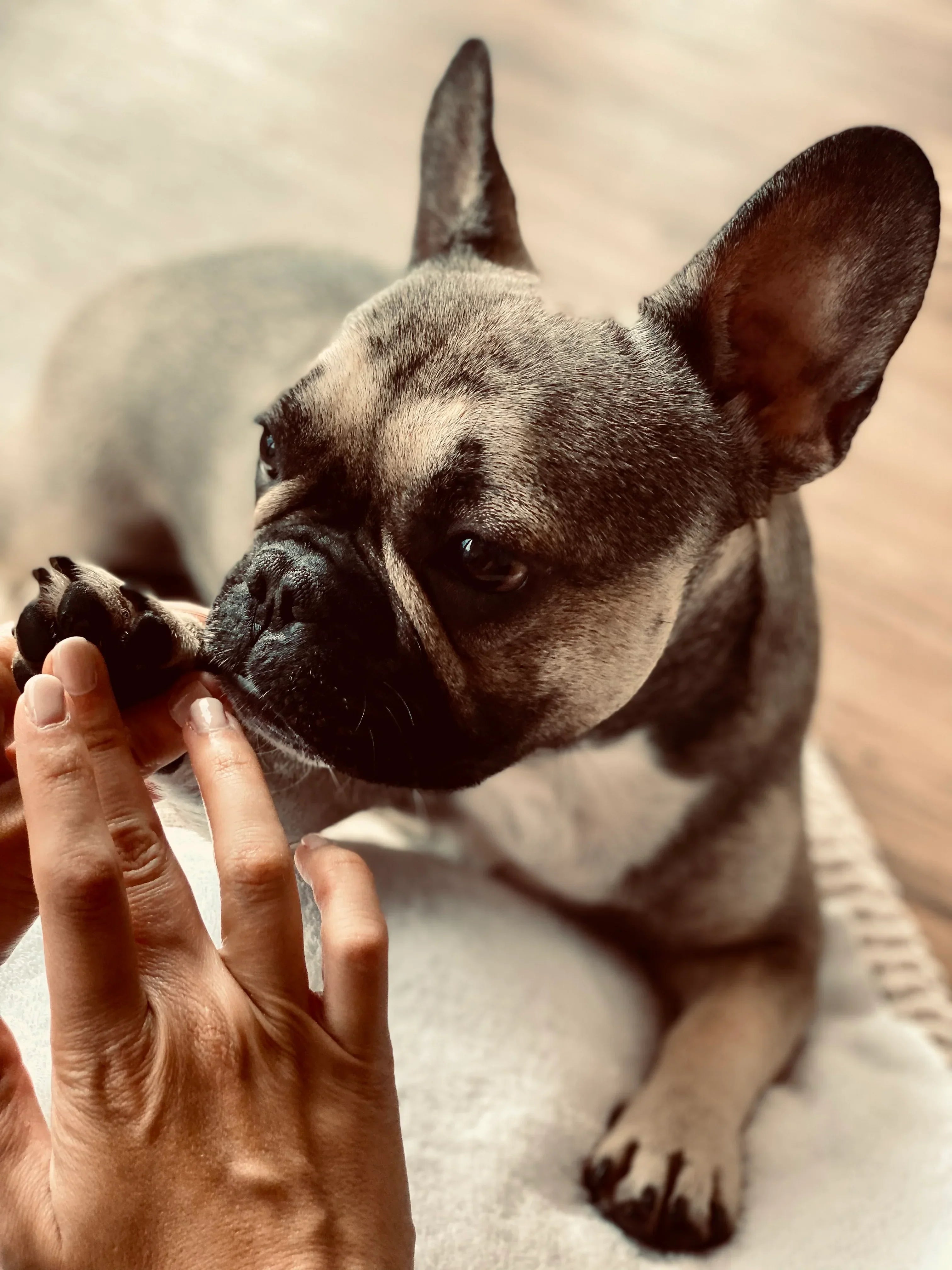 Pfotenbalsam und Nasenpflege für die Französische Bulldogge