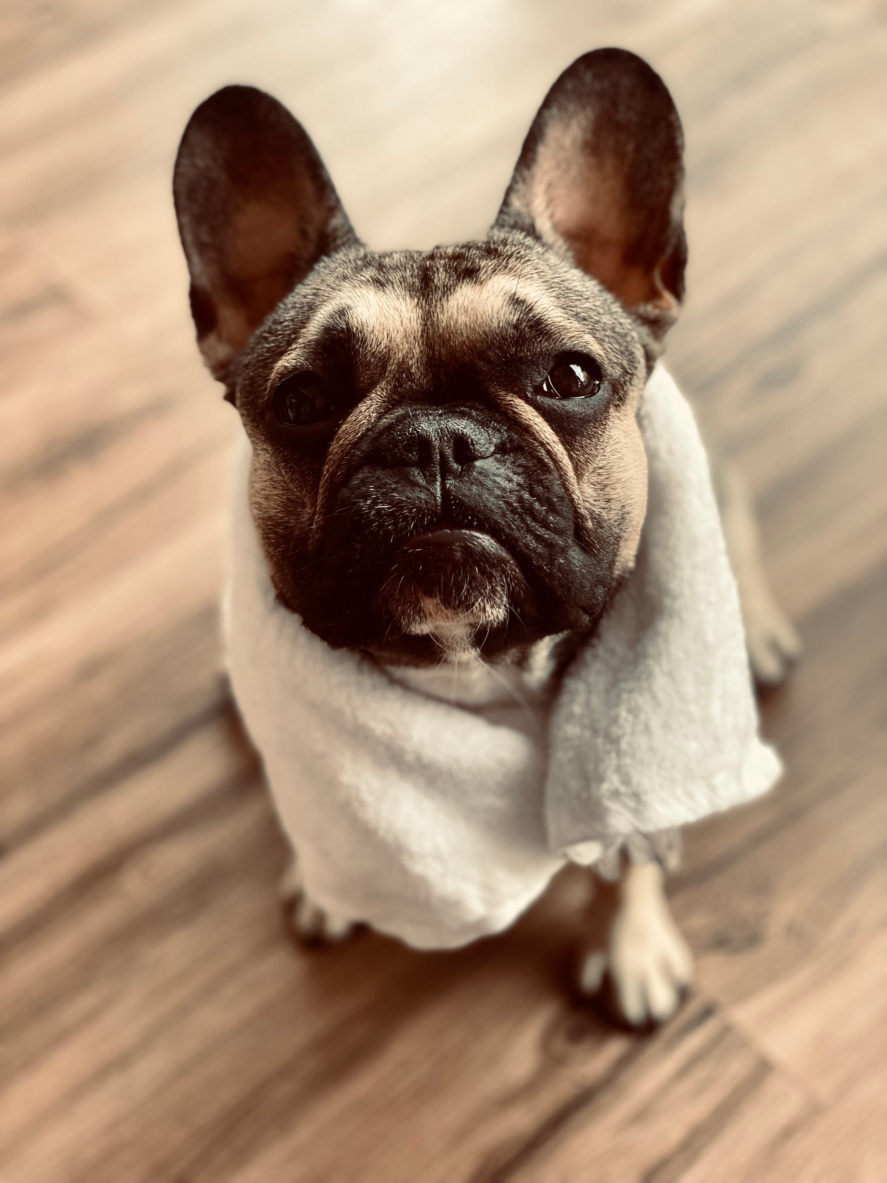 Französische Bulldogge - Pflege