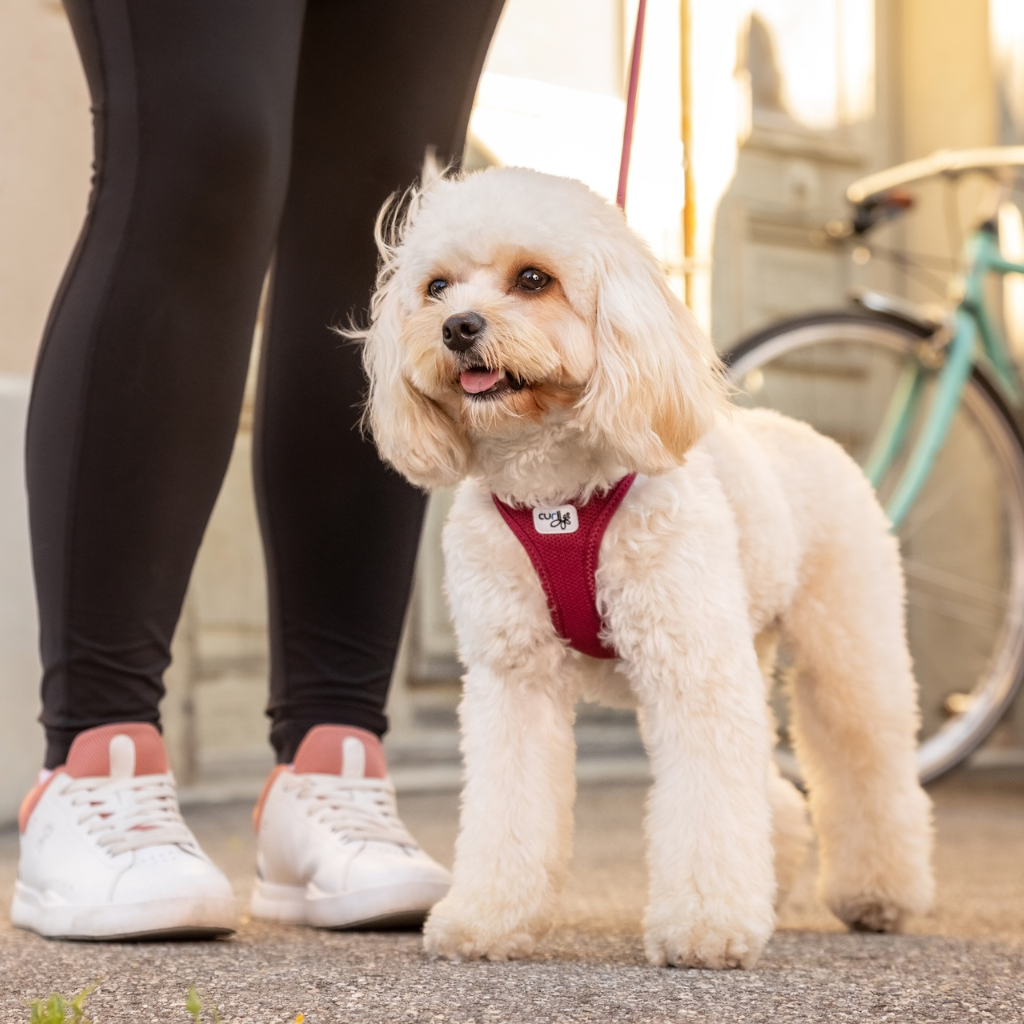 Maltipoo mit rotem Hundegeschirr beim Spaziergang – sicherer Halt und sanfter Tragekomfort