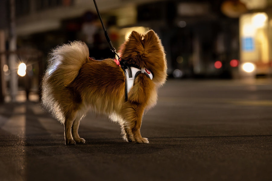 Pomeranian trägt ein reflektierendes Geschirr, das im Dunkeln leuchtet, für hohe Sichtbarkeit bei Nacht