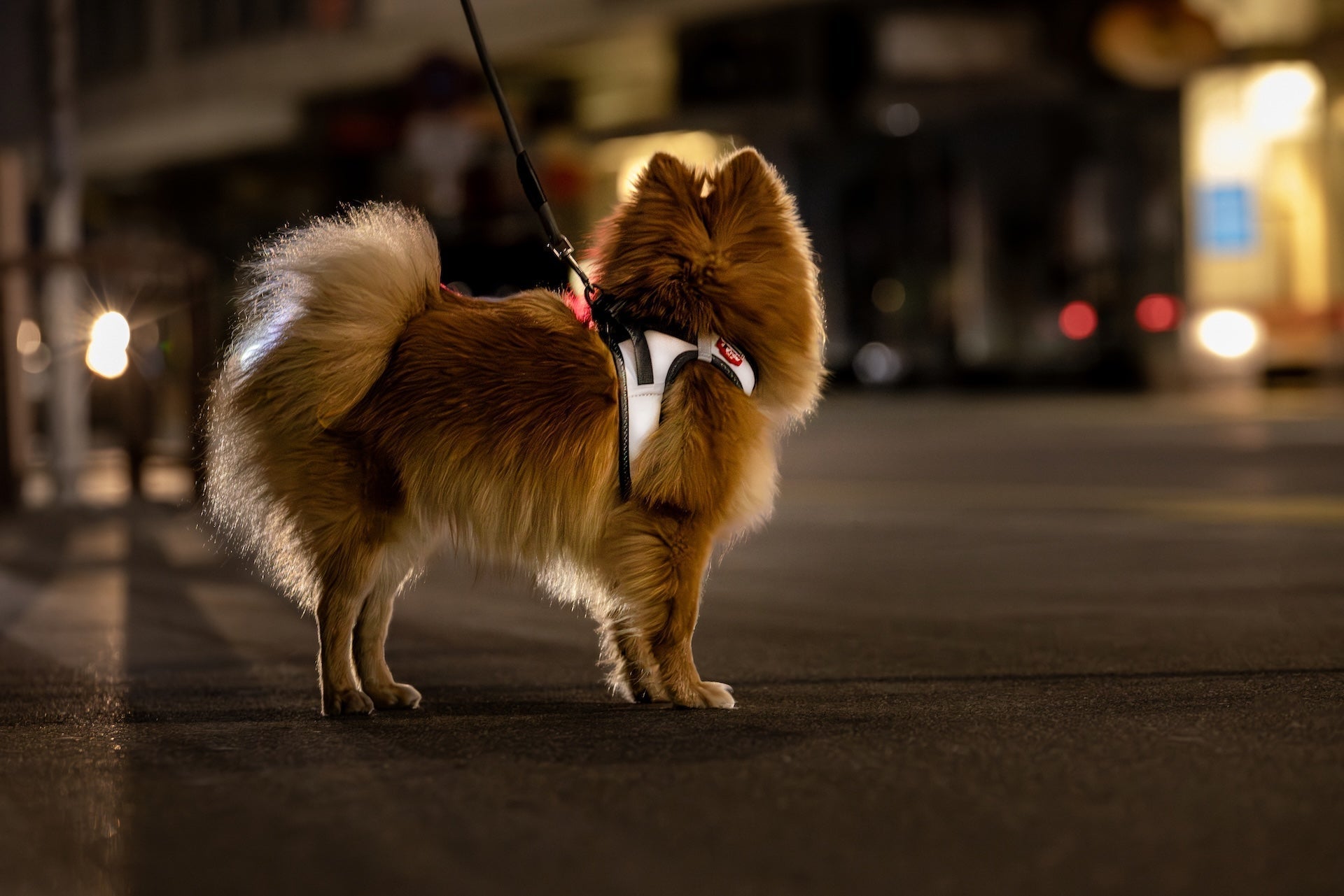 Pomeranian trägt ein reflektierendes Geschirr, das im Dunkeln leuchtet, für hohe Sichtbarkeit bei Nacht