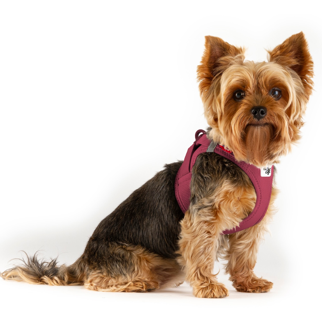 Yorkshire Terrier trägt bordeauxfarbenes Air-Mesh-Hundegeschirr – ideal für kleine Hunderassen