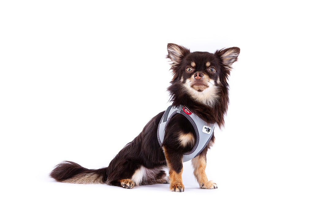 Reflektierendes Hundegeschirr für maximale Sicherheit & Komfort