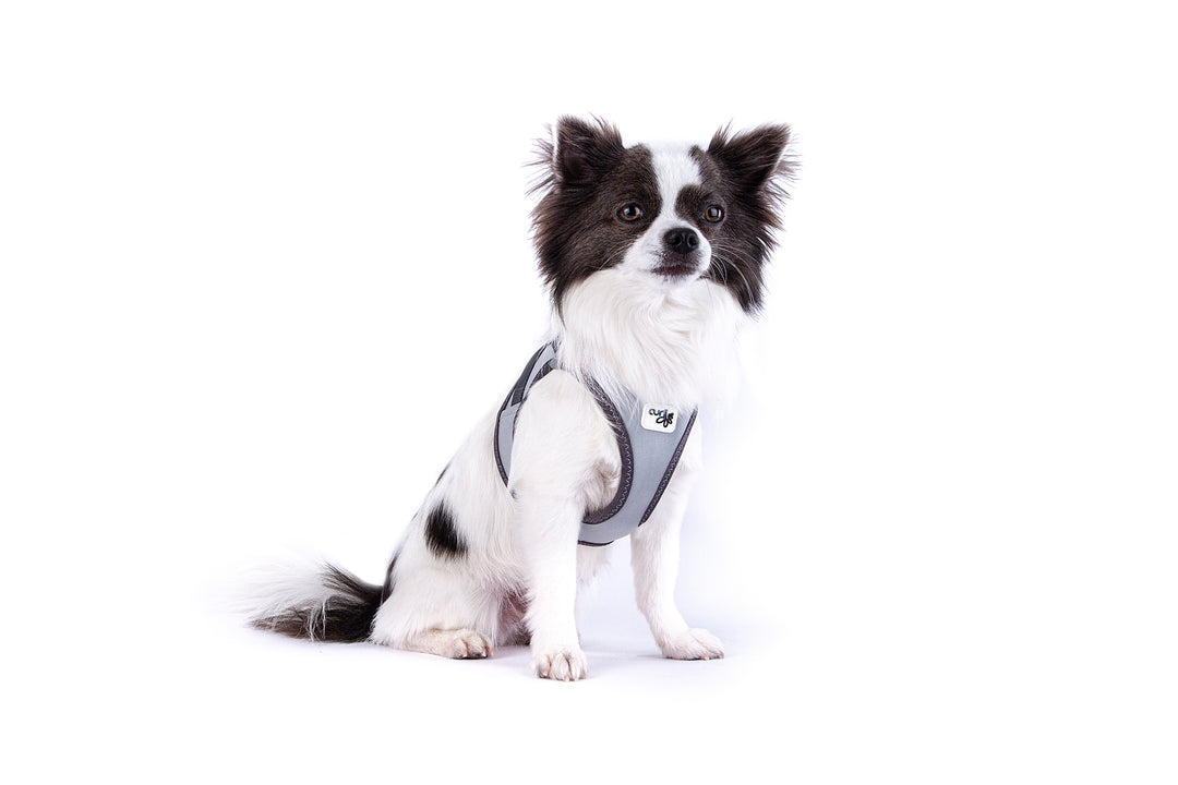 Reflektierendes Hundegeschirr für maximale Sicherheit & Komfort