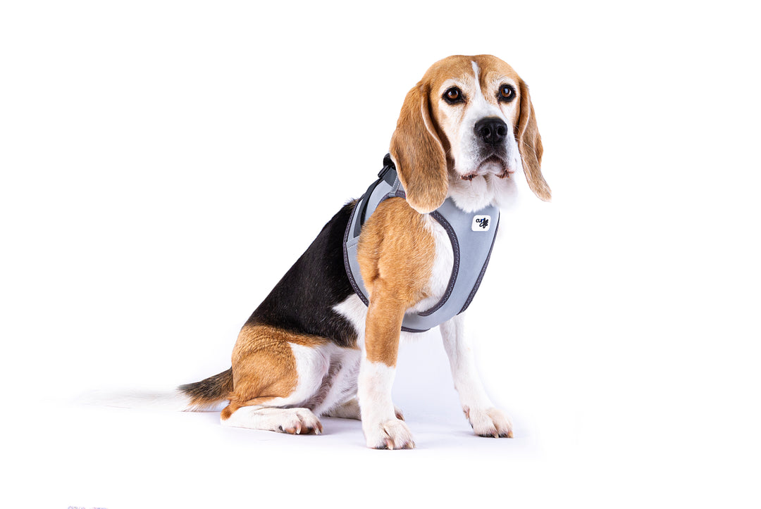 Reflektierendes Hundegeschirr für maximale Sicherheit & Komfort