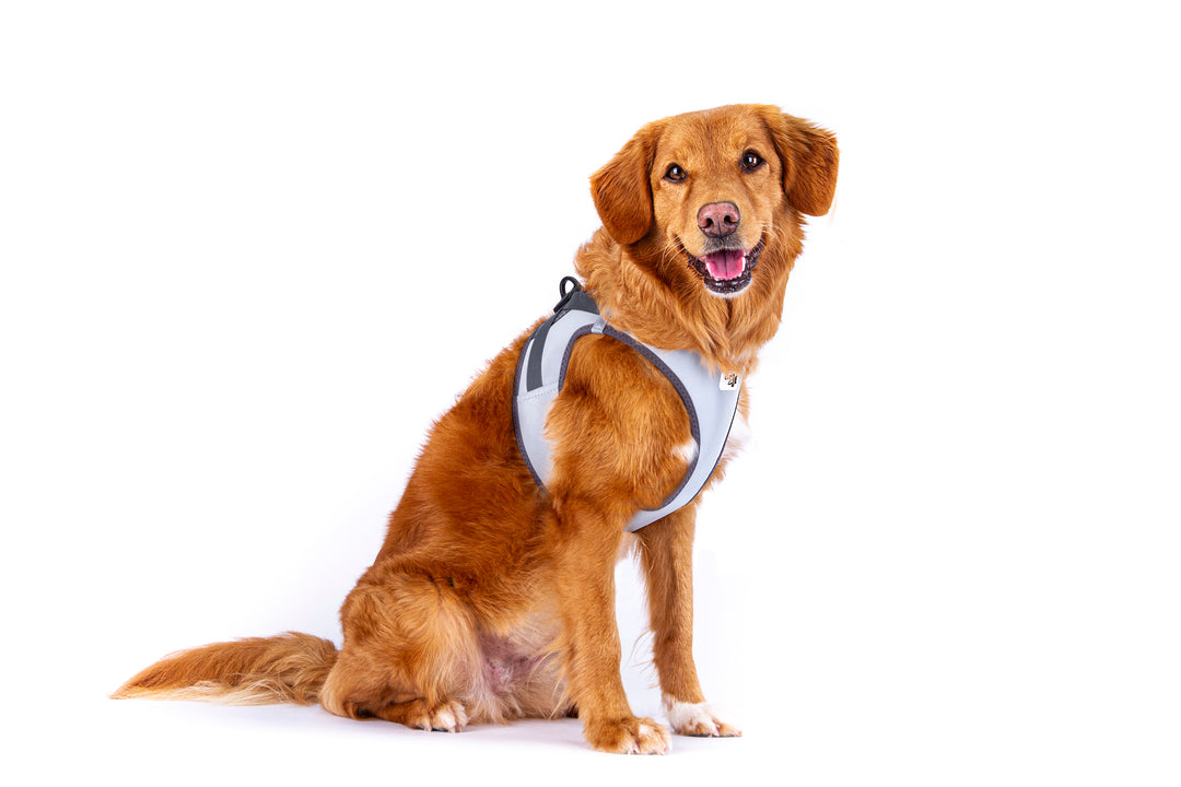 Reflektierendes Hundegeschirr für maximale Sicherheit & Komfort