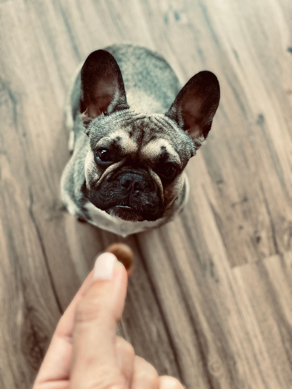 Tierarzt untersucht Französische Bulldogge auf Allergien