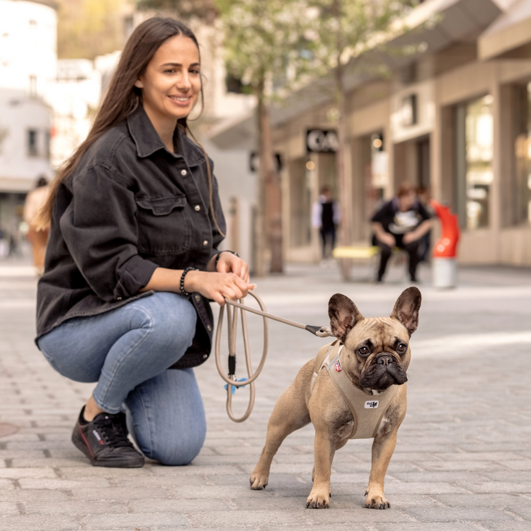 Eine liebenswerte Französische Bulldogge posiert stolz in ihrem Curli Vest Geschirr Cord in Schwarz, das perfekt an ihre Körperform angepasst ist.