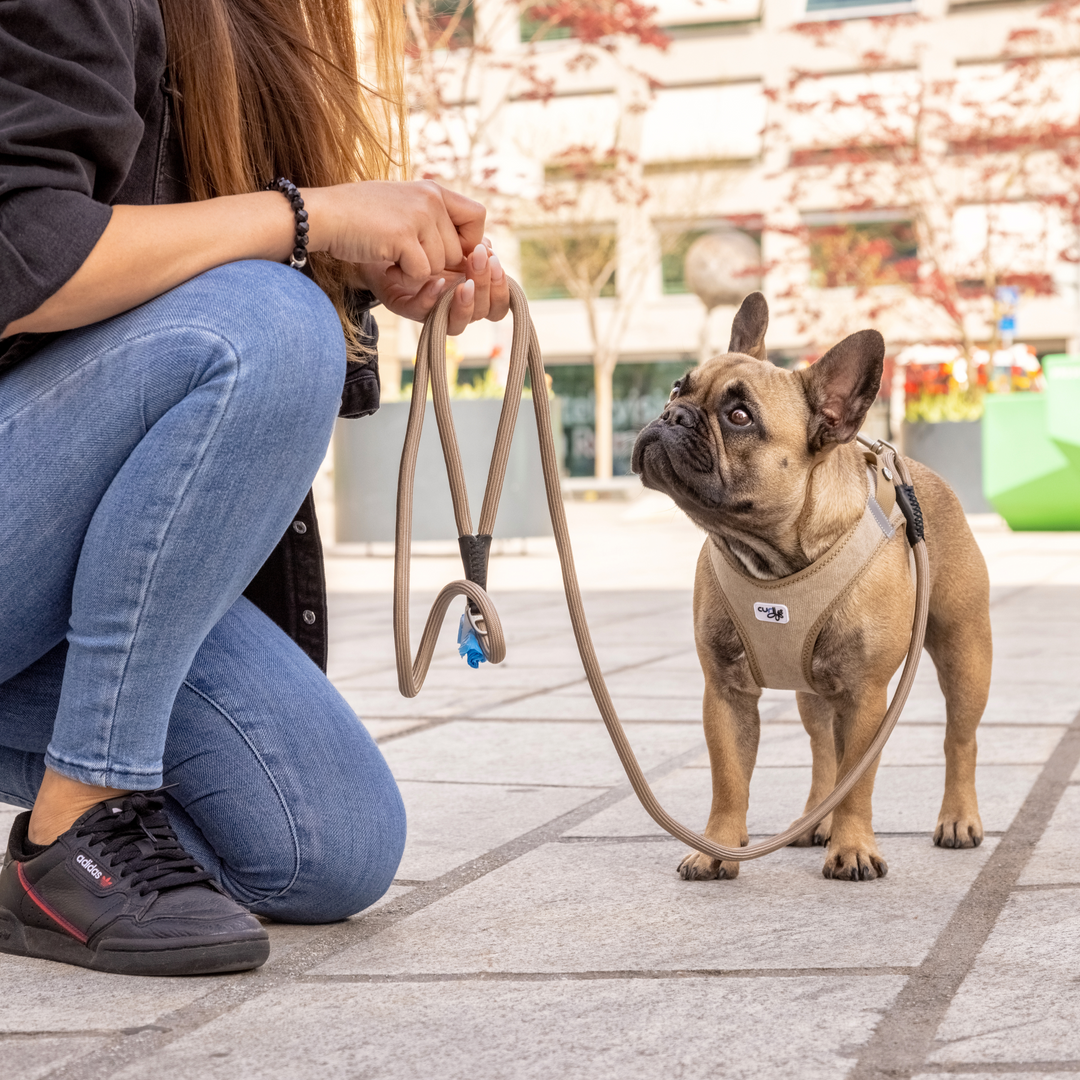 Eine liebenswerte Französische Bulldogge posiert stolz in ihrem Curli Vest Geschirr Cord in Schwarz, das perfekt an ihre Körperform angepasst ist.